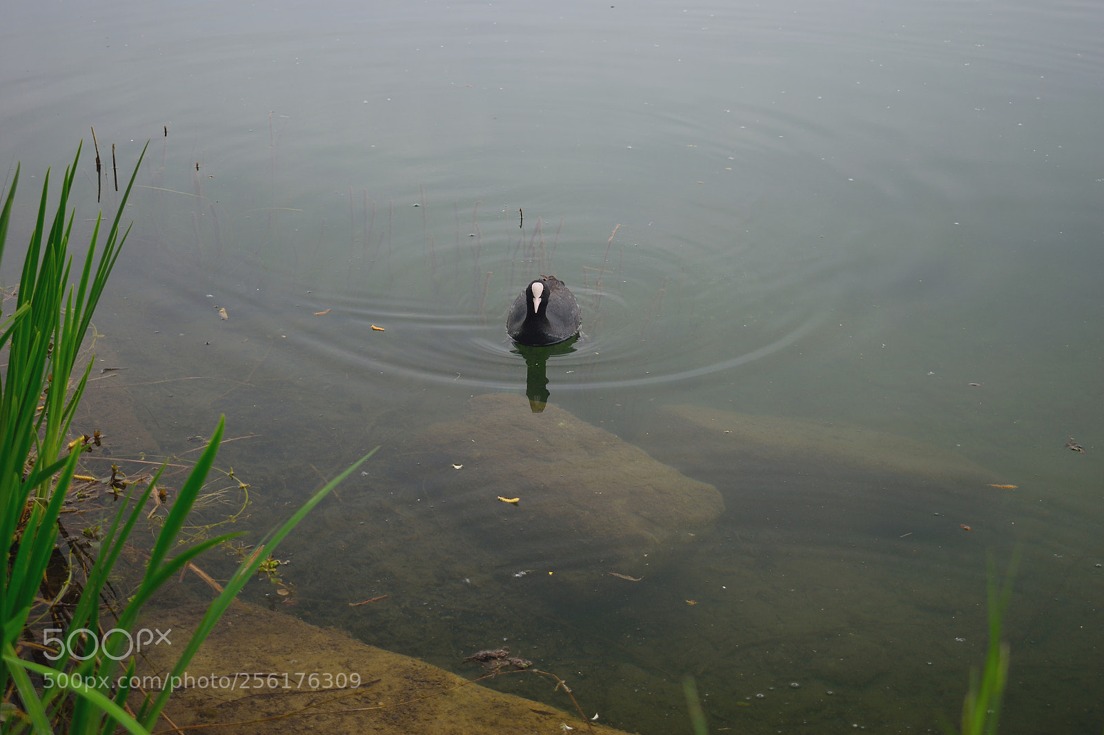 Nikon D3300 sample photo. Vogel photography