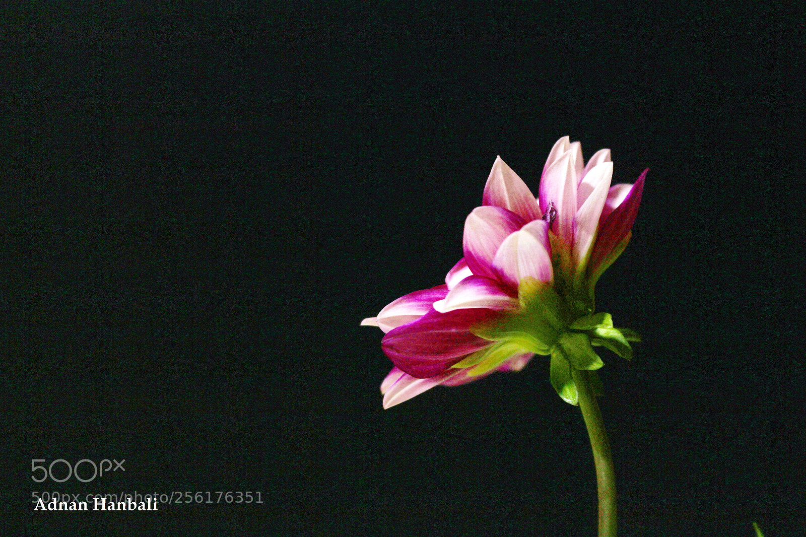 Canon EOS 700D (EOS Rebel T5i / EOS Kiss X7i) sample photo. Pink color photography