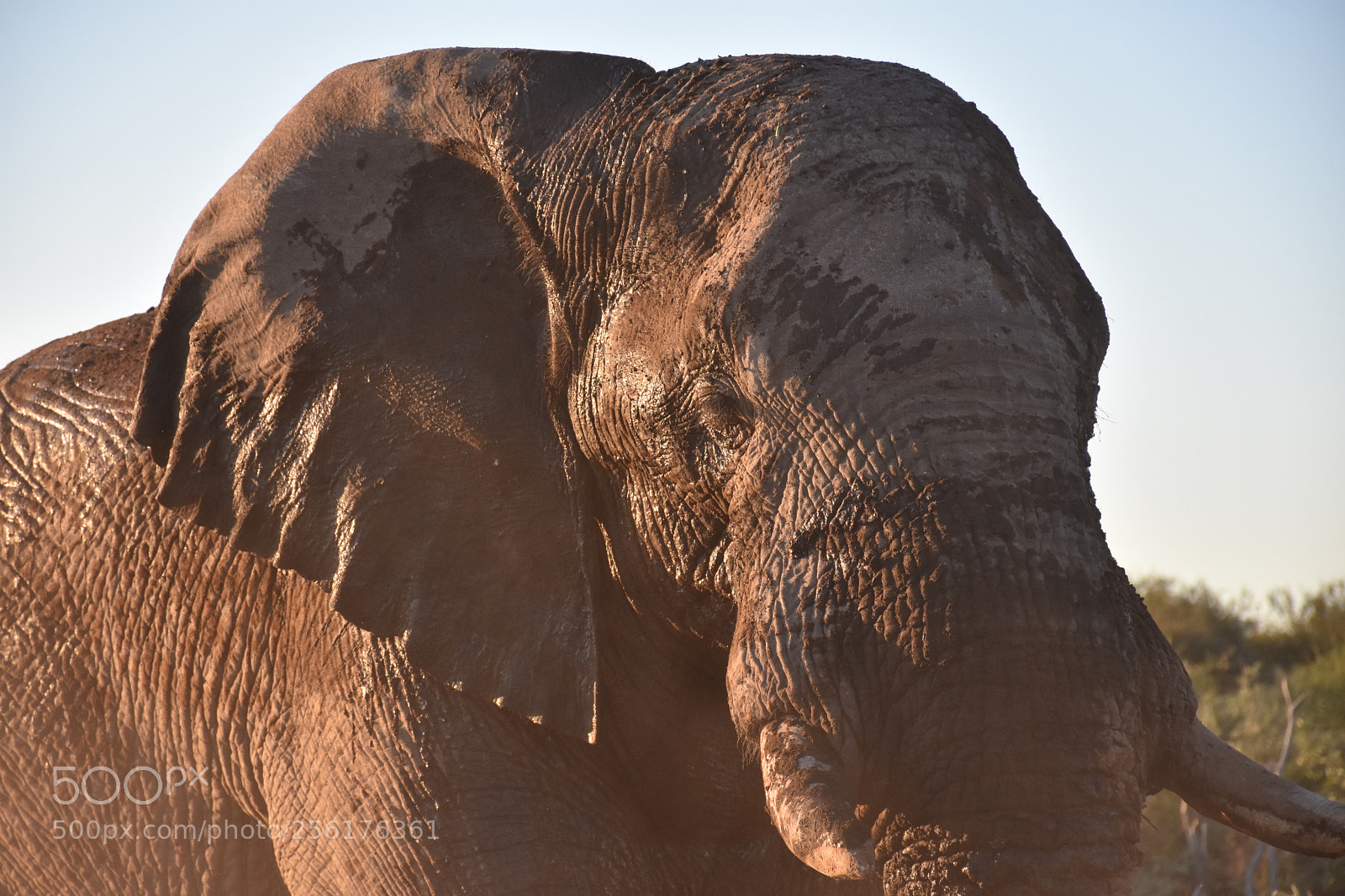 Nikon D7200 sample photo. Bull elephant dust bath photography