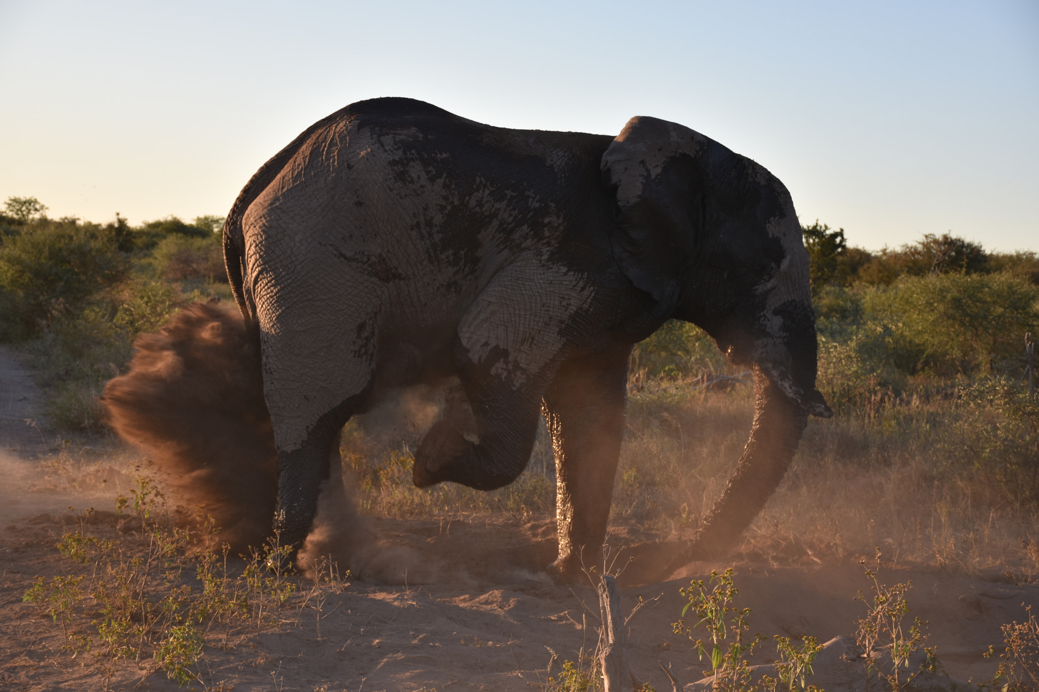 Nikon D7200 sample photo. Bull elephant dust bath 2 photography