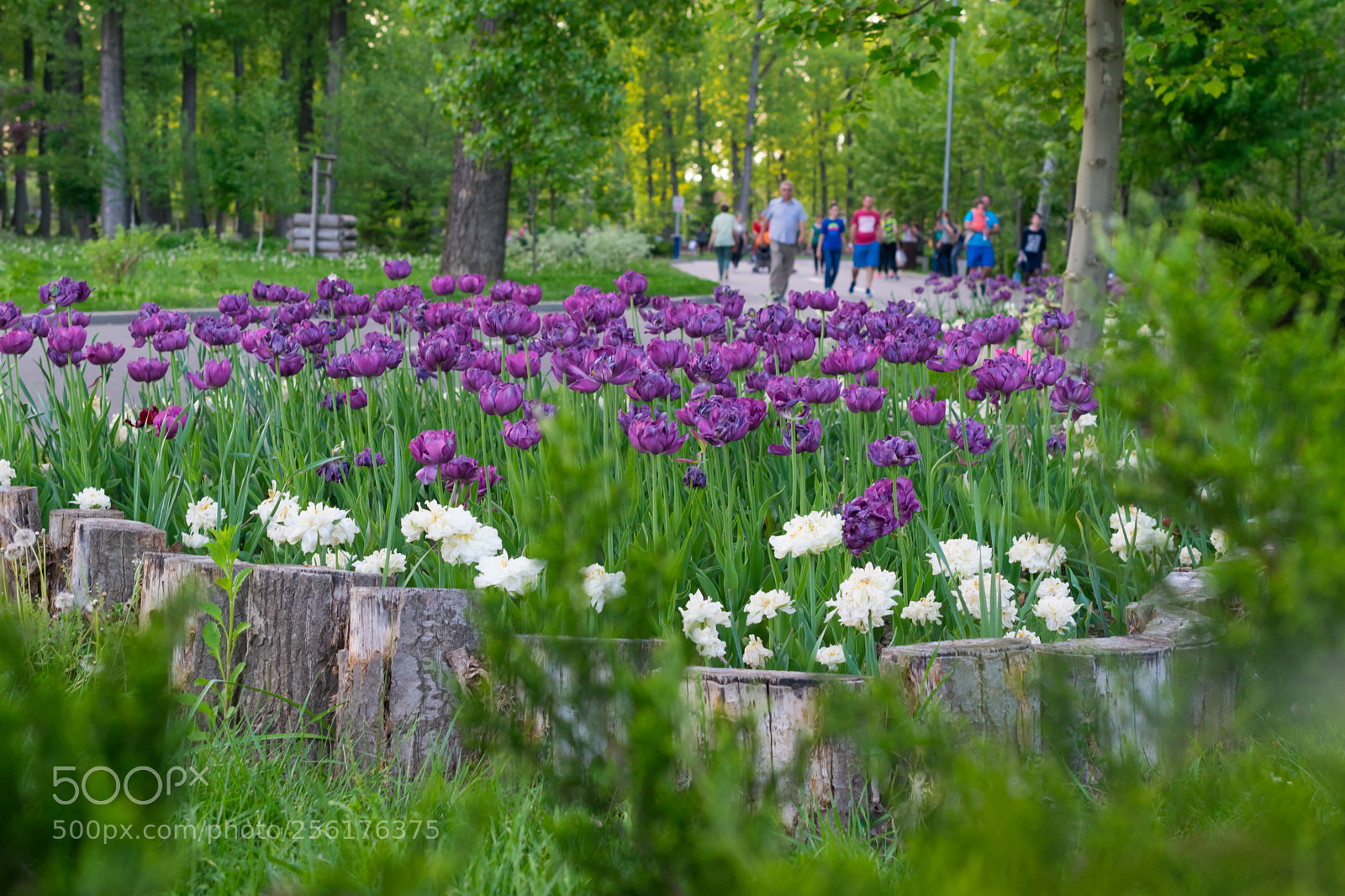 Nikon D5300 sample photo. Tulips photography
