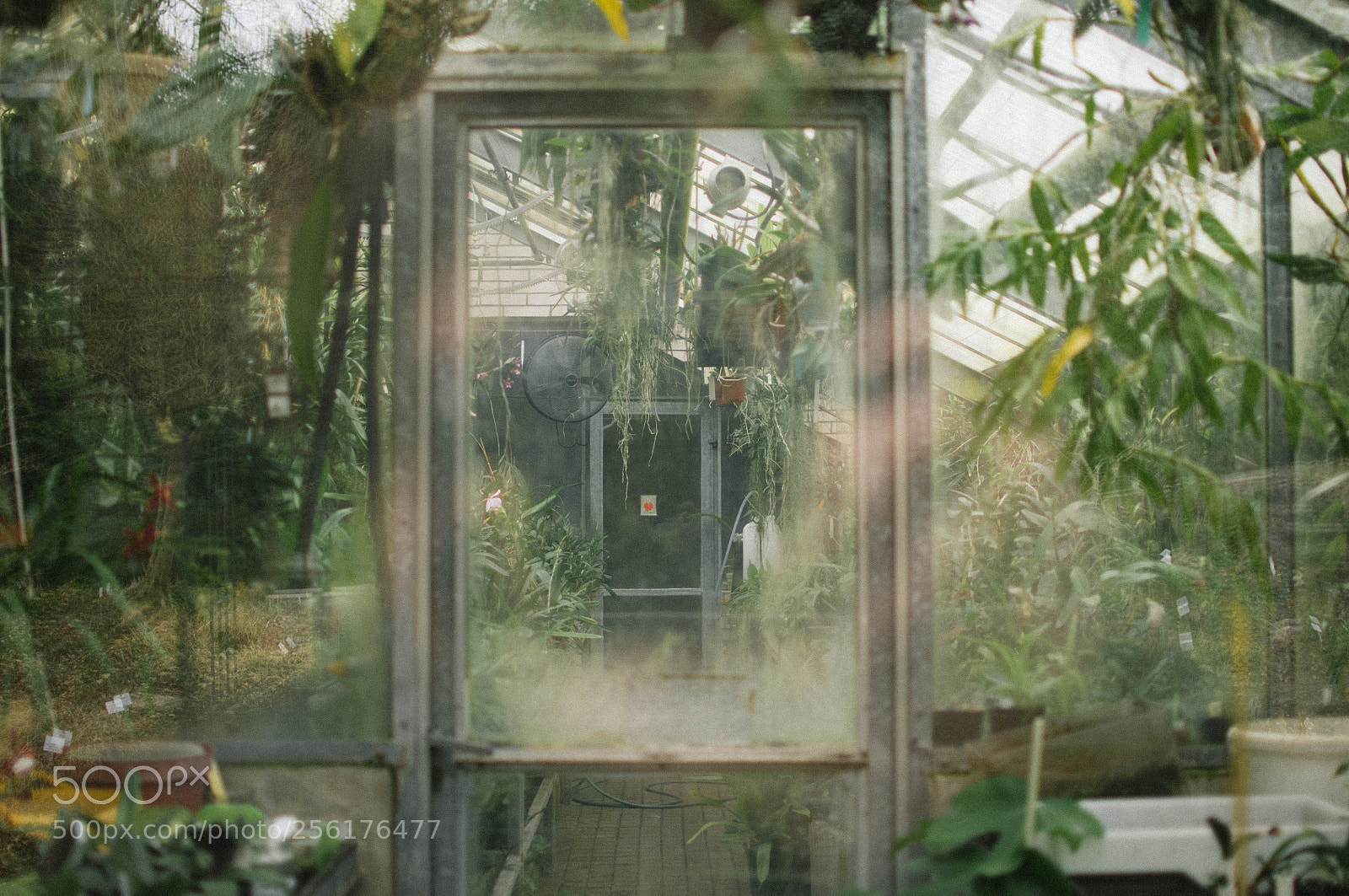 Nikon D300 sample photo. Forgotten garden photography