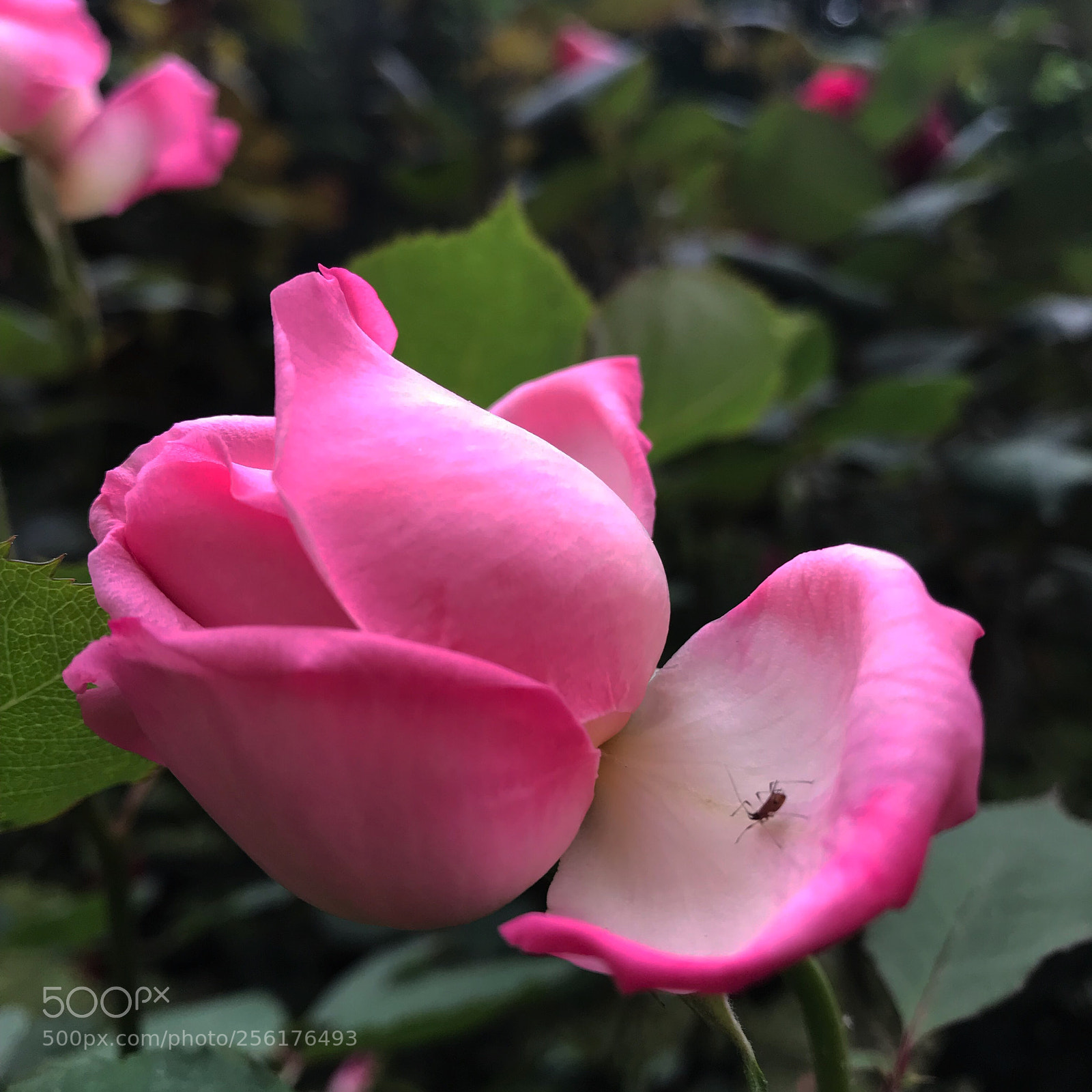 Apple iPhone 7 Plus sample photo. Untitled photography