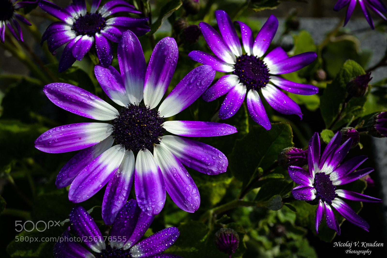 Nikon D3100 sample photo. Flowers photography