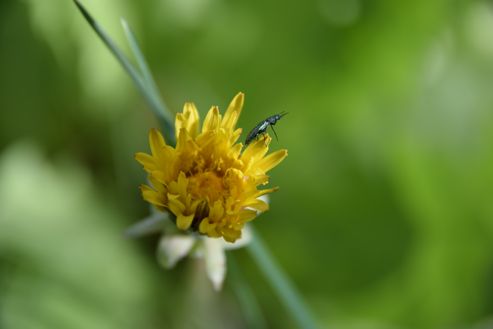 Nikon D3300 + Sigma 17-70mm F2.8-4 DC Macro OS HSM | C sample photo. A little bug in the forest photography