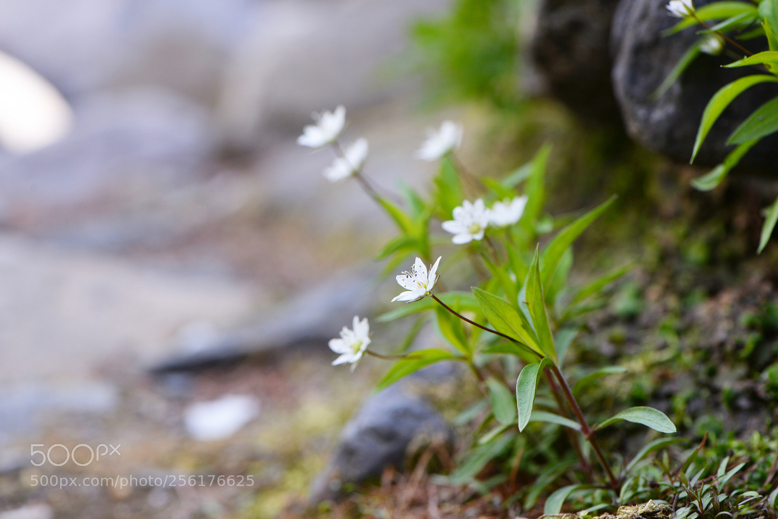 Nikon D610 sample photo. Untitled photography