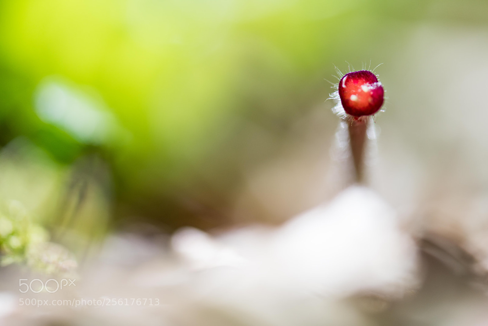 Nikon D810 sample photo. Elephant trunk photography