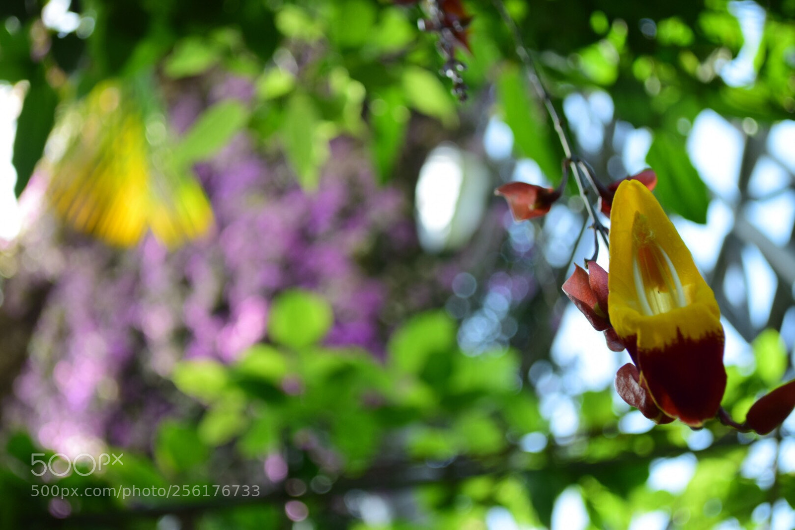 Nikon D5300 sample photo. Thunbergia mysorensis photography