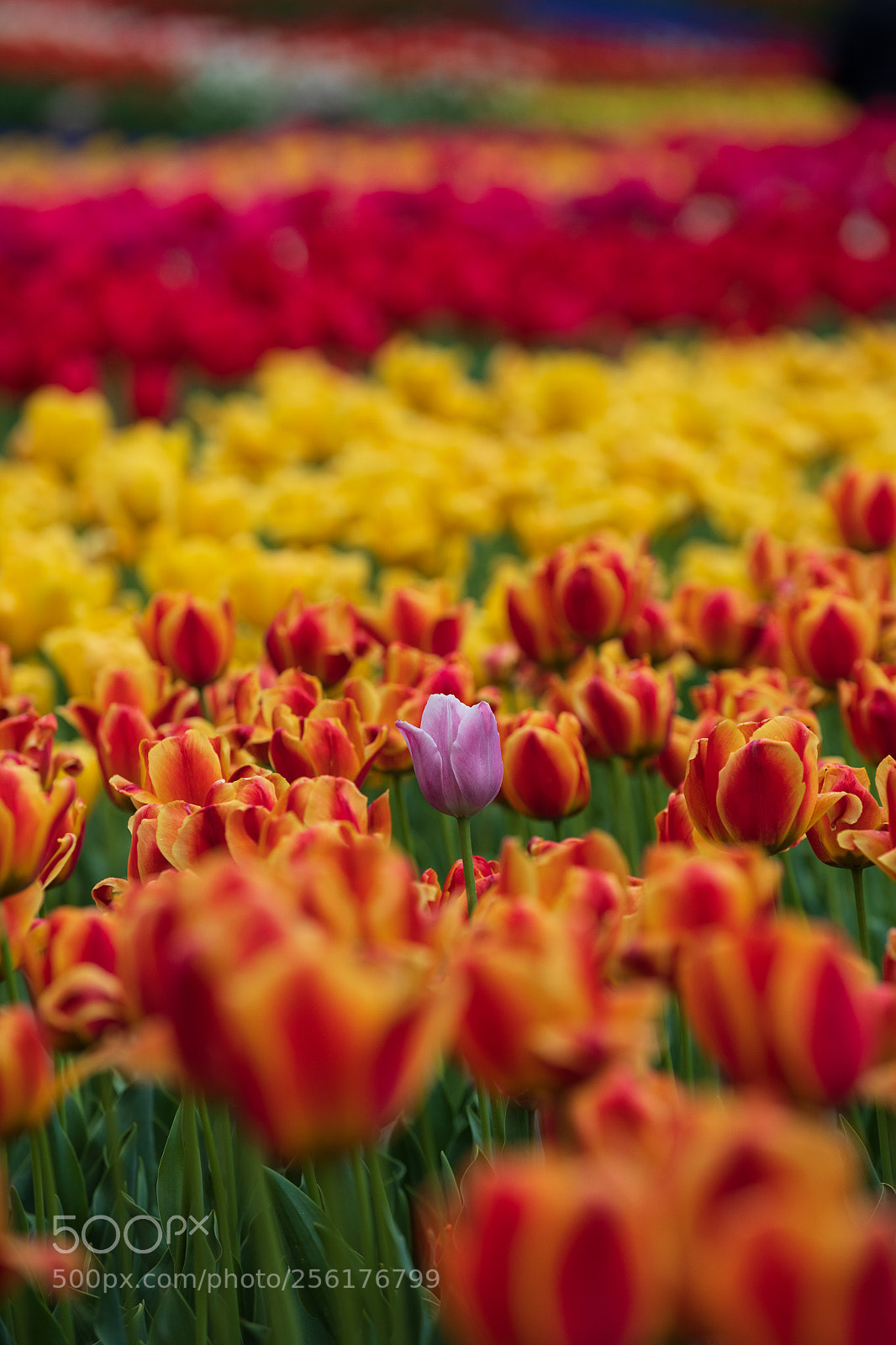 Nikon D850 sample photo. Revel tulip photography