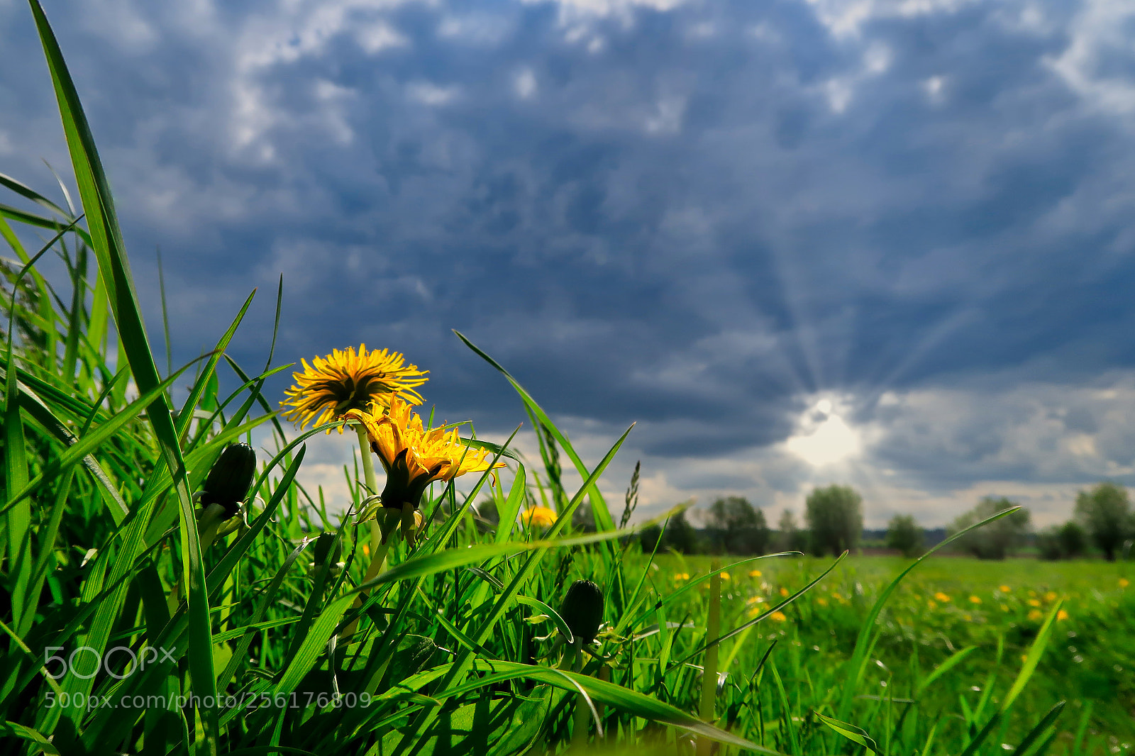 Canon PowerShot G7 X Mark II sample photo. Wild dandelion... photography