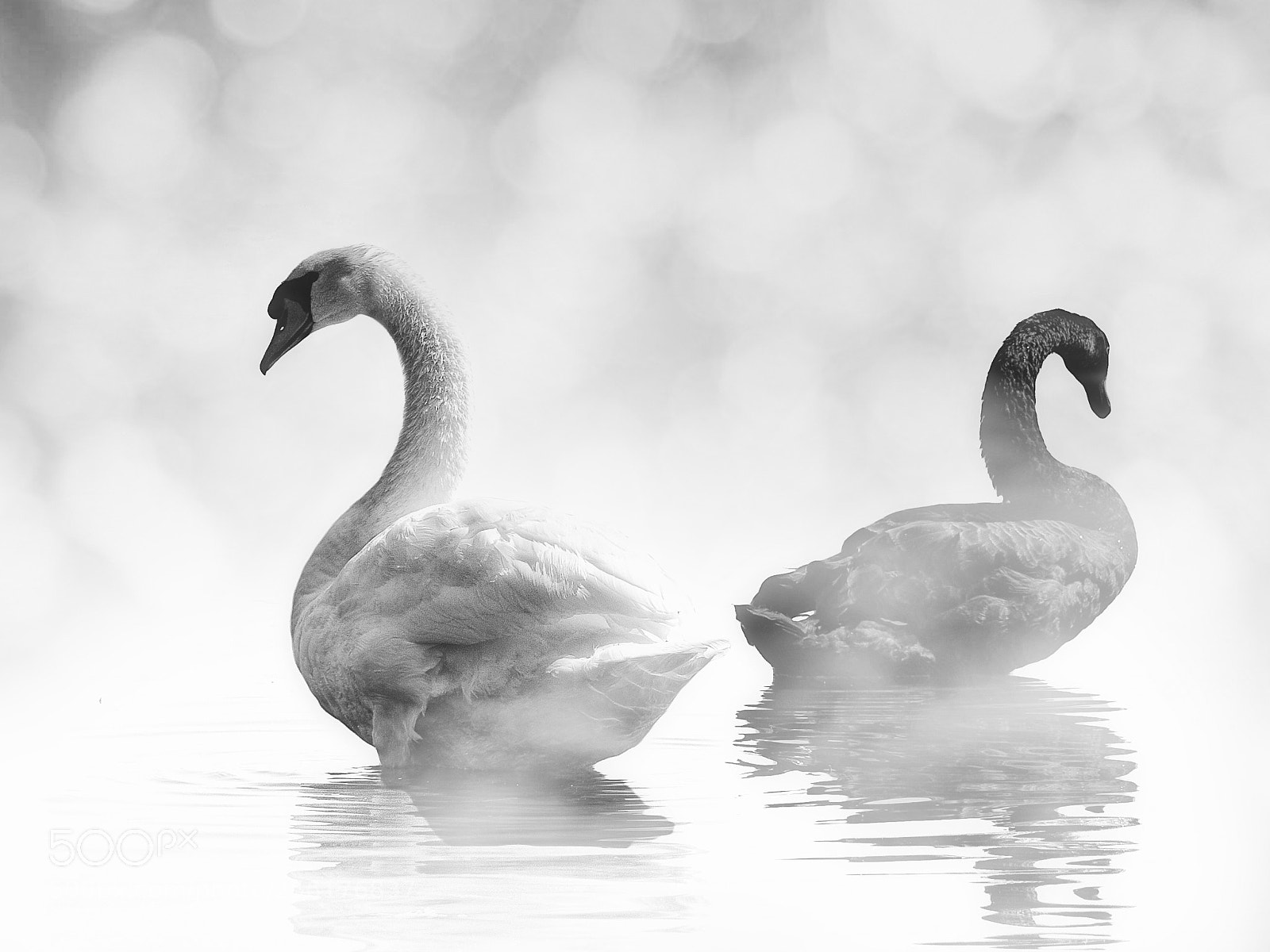 Canon EOS 60D sample photo. Il bianco e il photography