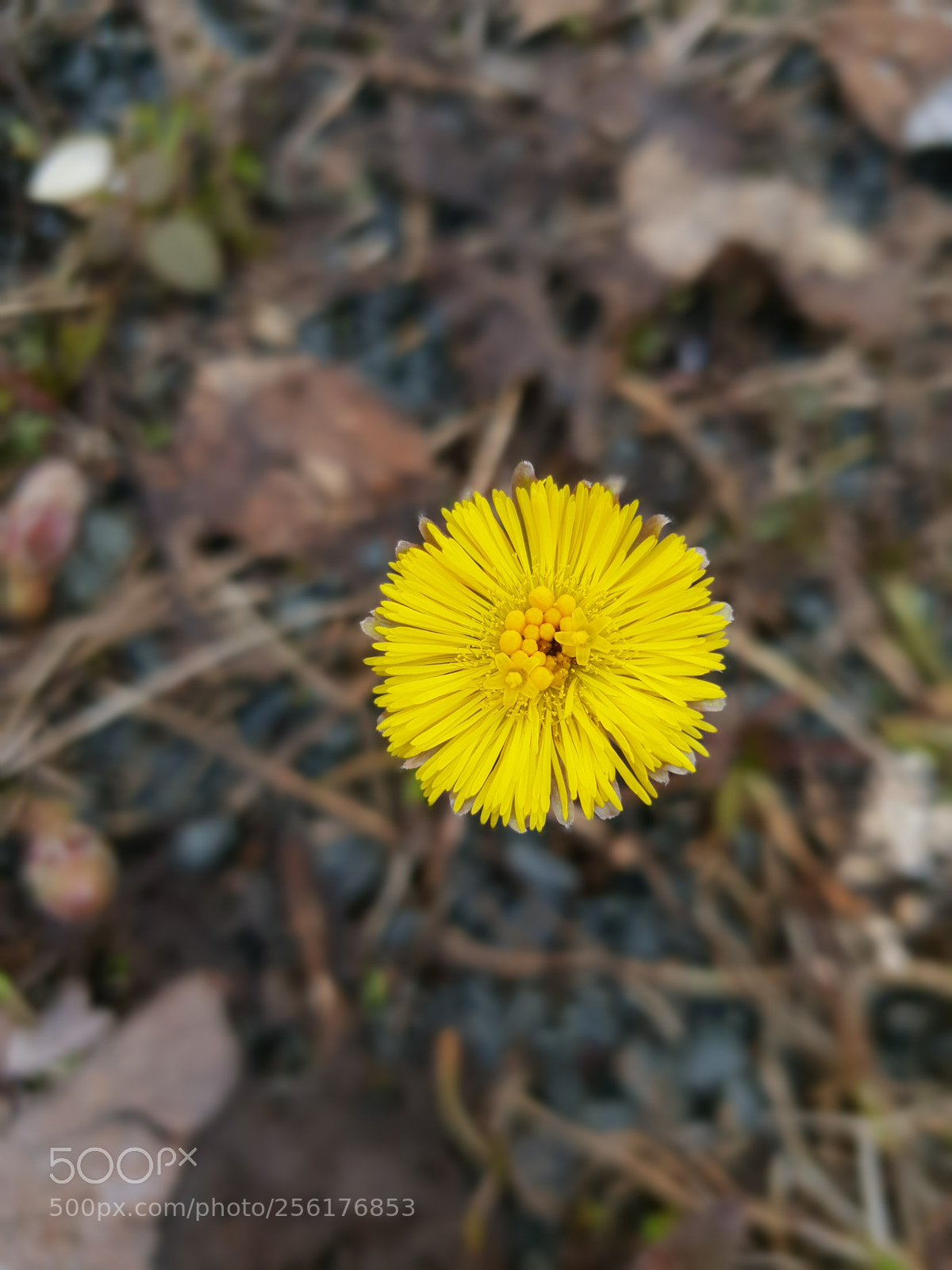 Samsung Galaxy S9 sample photo. Untitled photography