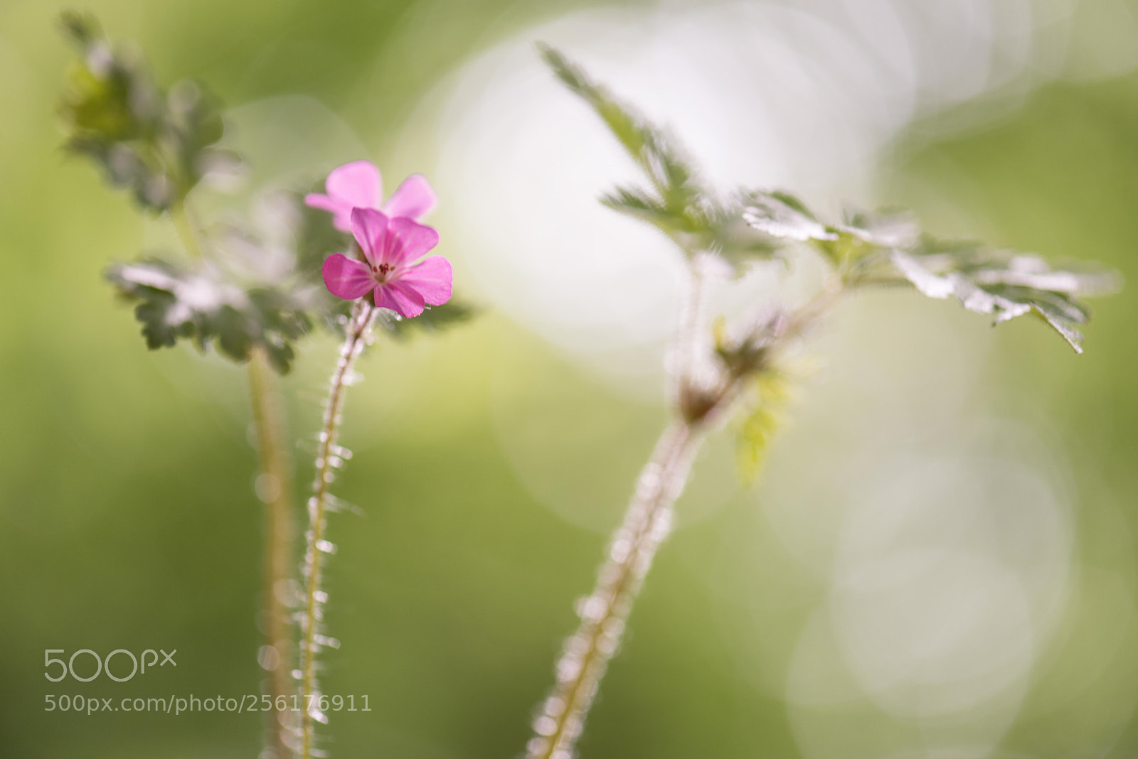 Nikon D810 sample photo. Happy spring photography