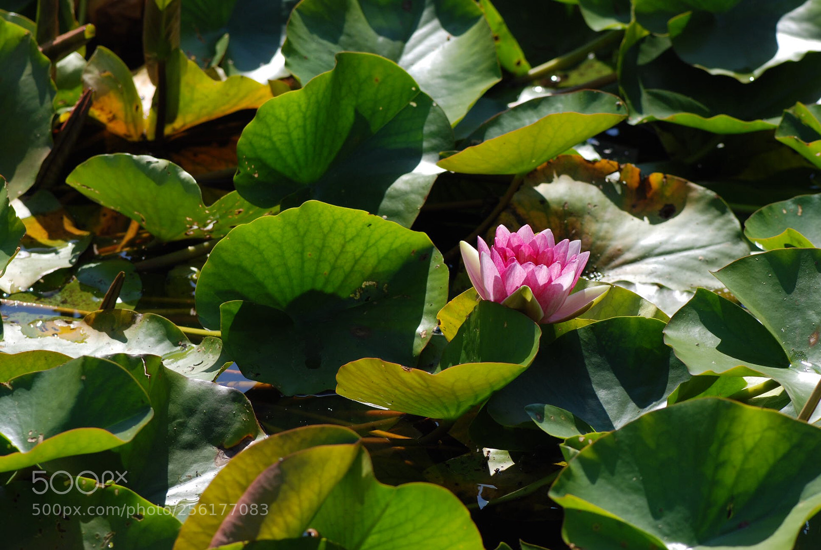 Nikon D80 sample photo. In the pond
 photography