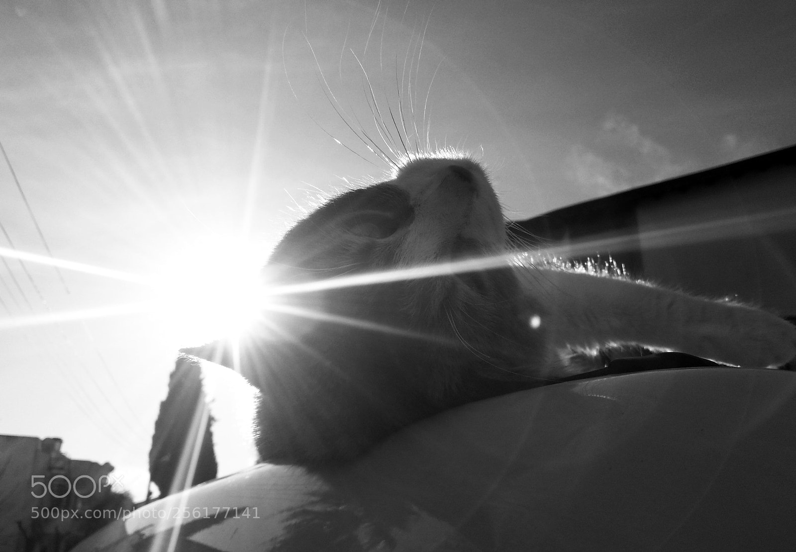 Samsung Galaxy S3 sample photo. Love photography