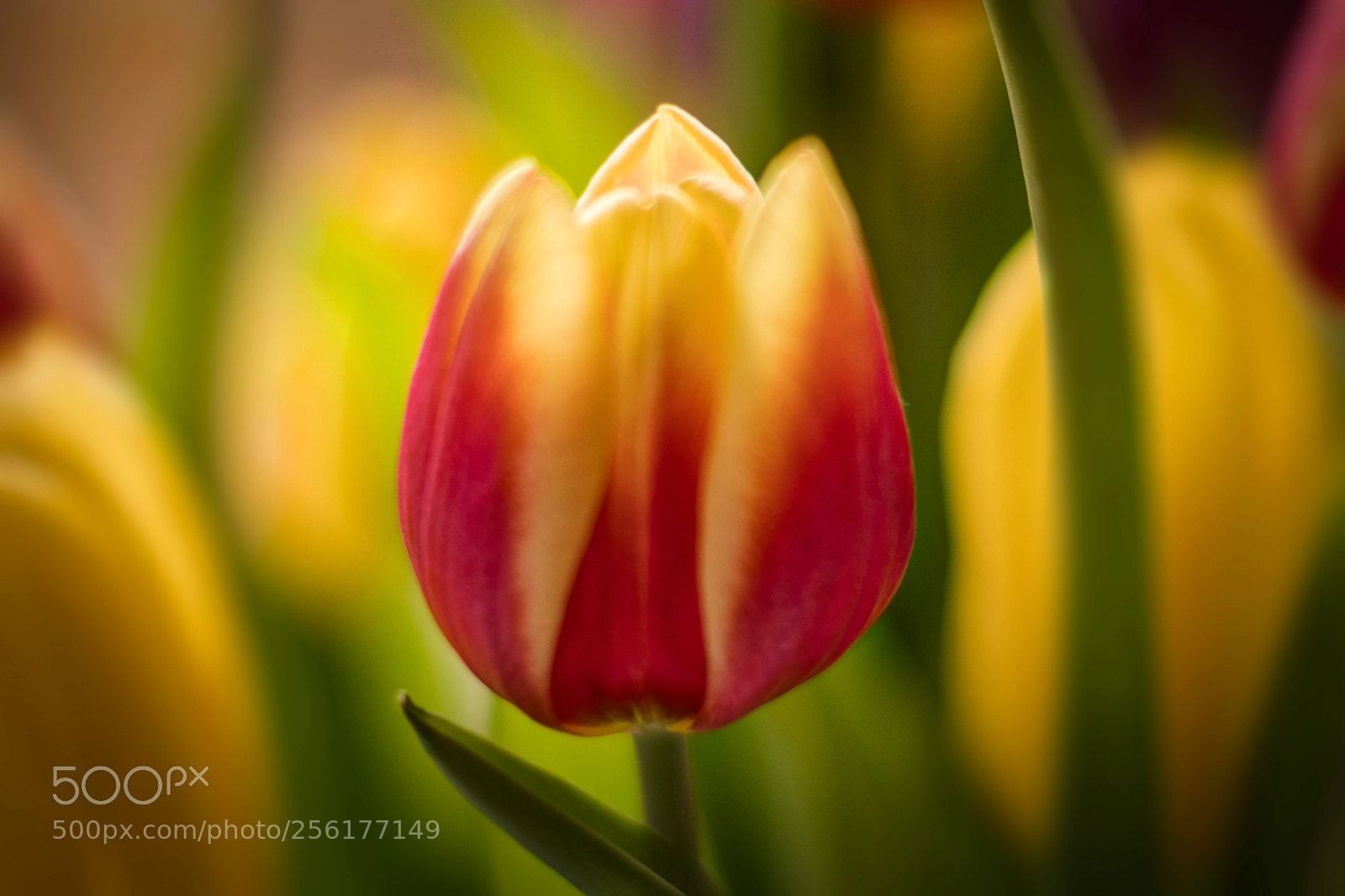 Nikon D850 sample photo. The tulip photography