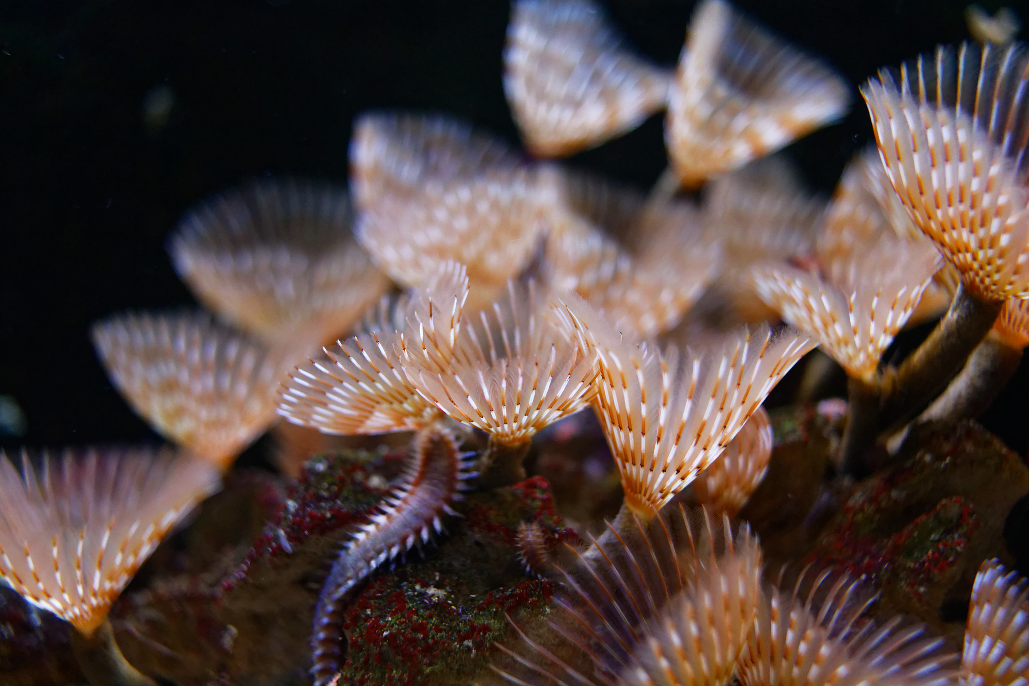 Canon EF-S 24mm F2.8 STM sample photo. Under the sea photography