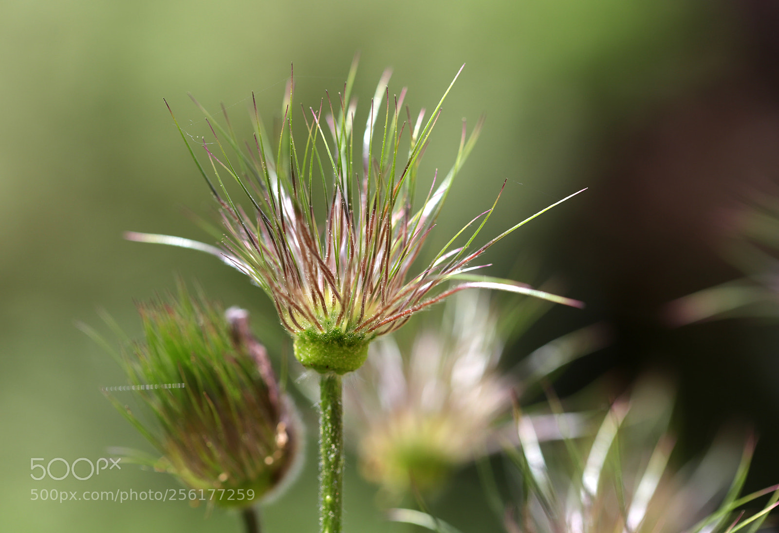 Canon EOS 6D Mark II sample photo. Ot photography