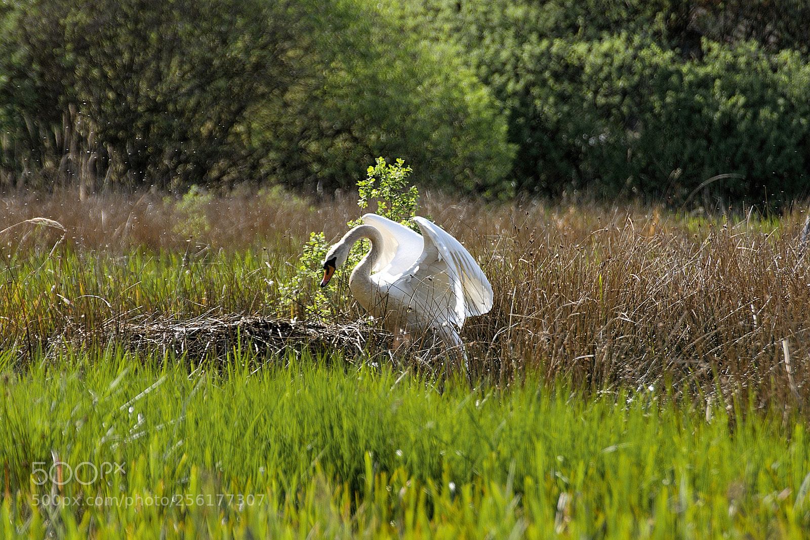 Nikon D7200 sample photo. Swan photography
