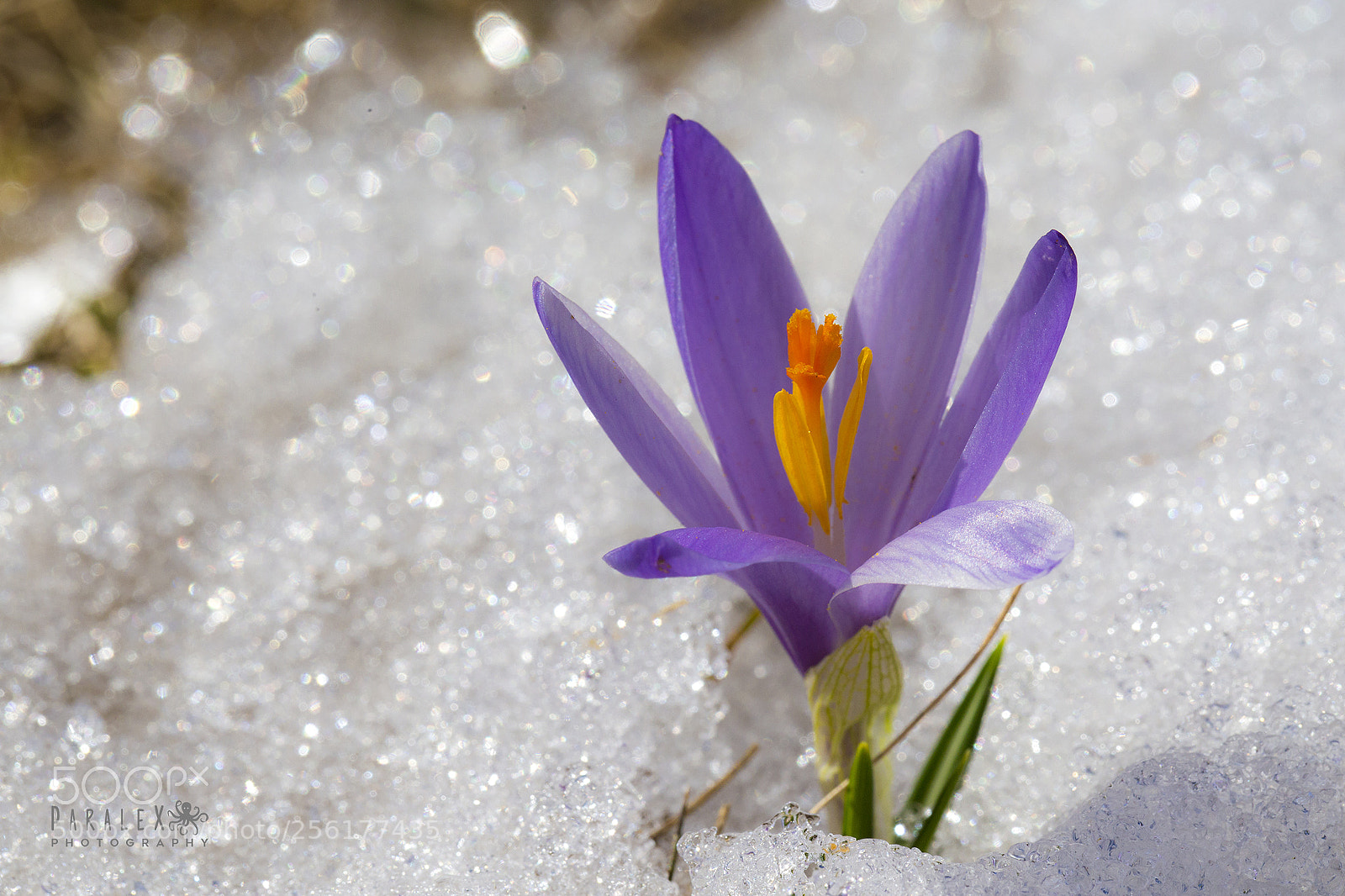 Canon EOS 6D sample photo. Snowdrop photography