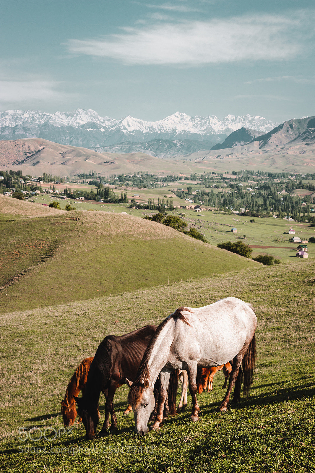 Canon EOS 600D (Rebel EOS T3i / EOS Kiss X5) sample photo. Horses photography