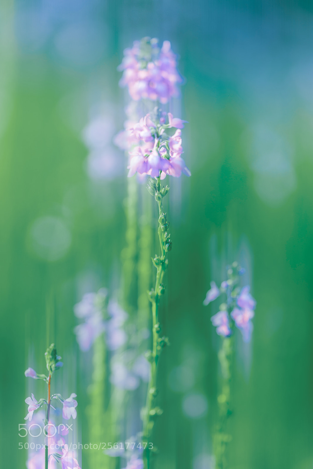 Nikon D810 sample photo. Bloom photography
