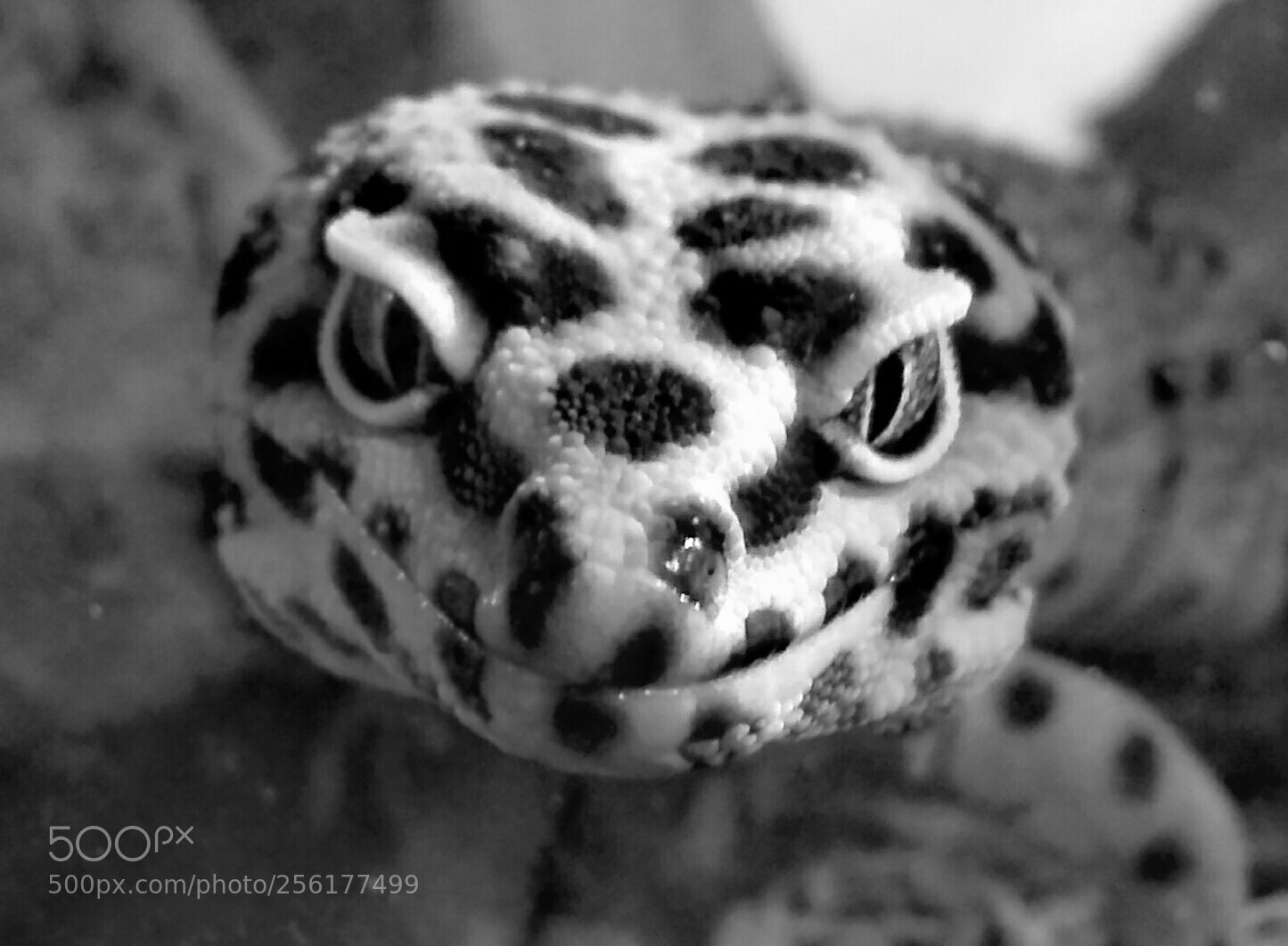 HUAWEI P8 Lite sample photo. Gecko gaze (b&w) photography