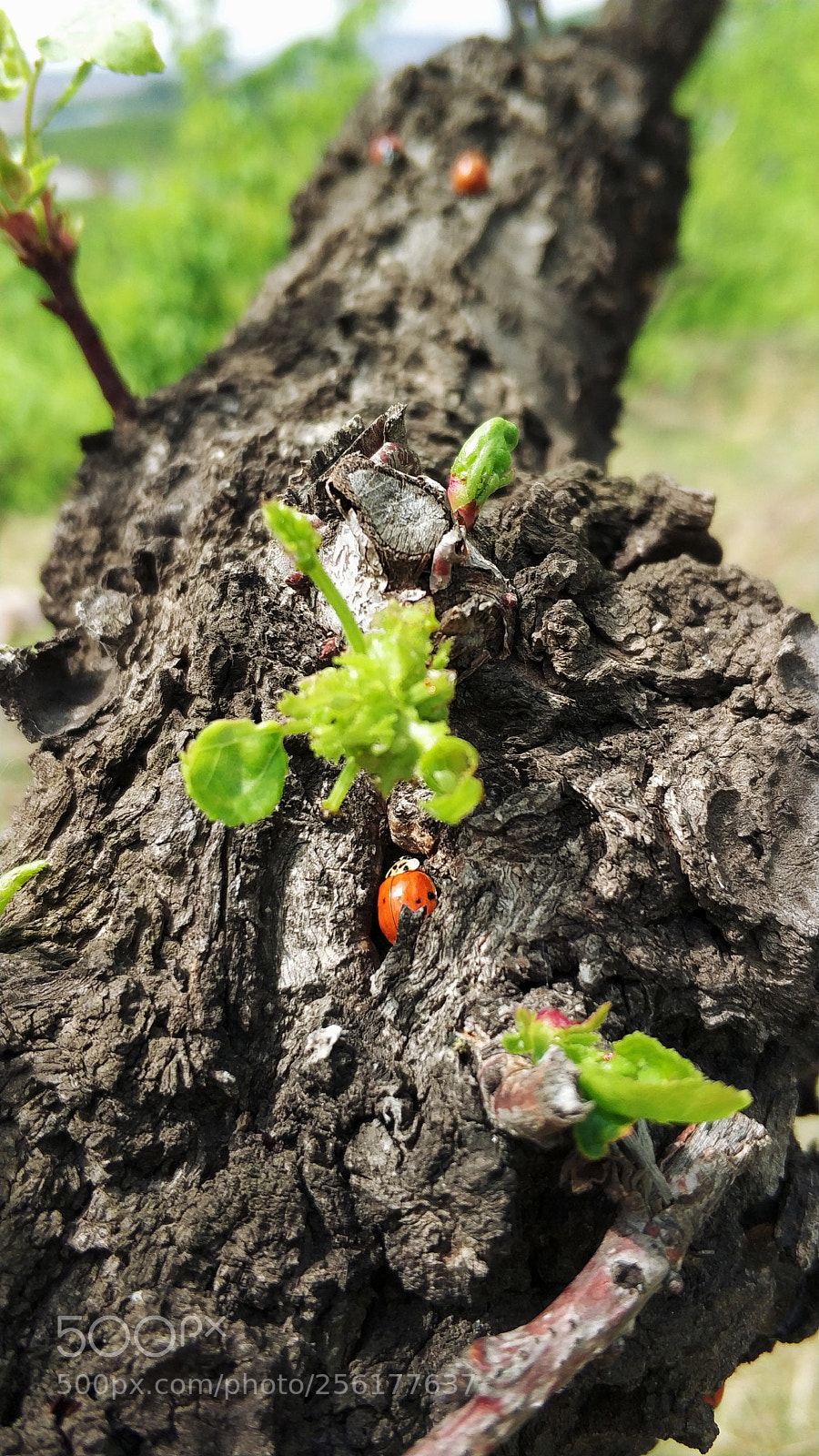 Xiaomi MI6 sample photo. Untitled photography