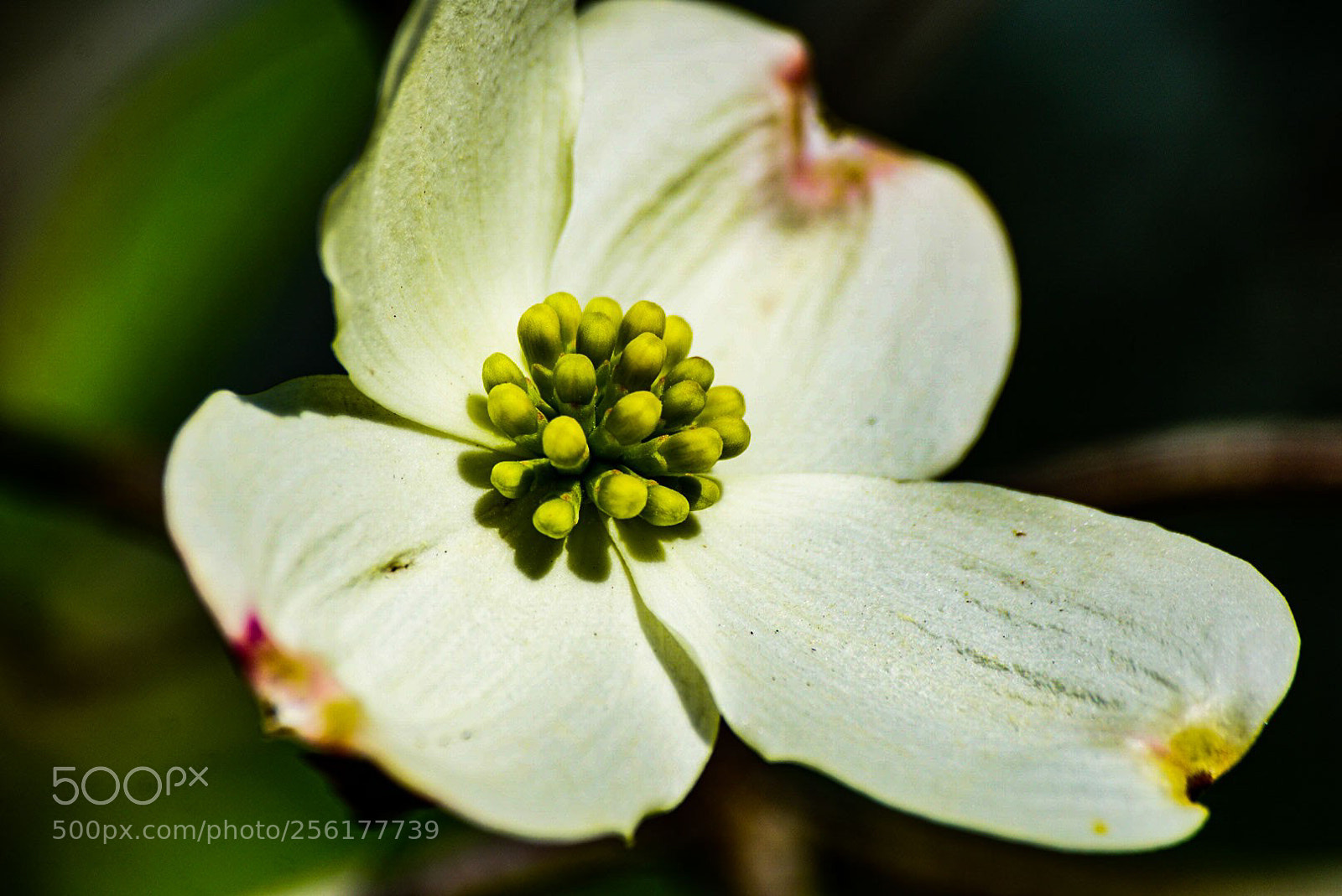 Sony a6000 sample photo. Dogwood still photography