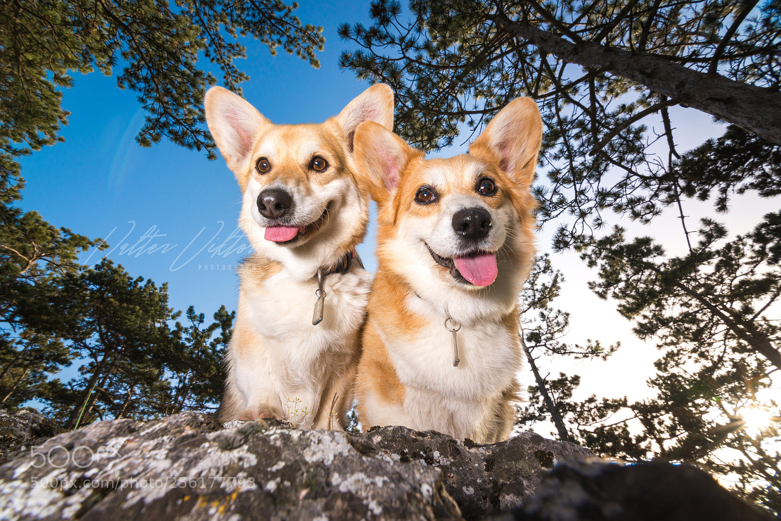 Nikon D610 sample photo. Double smile photography