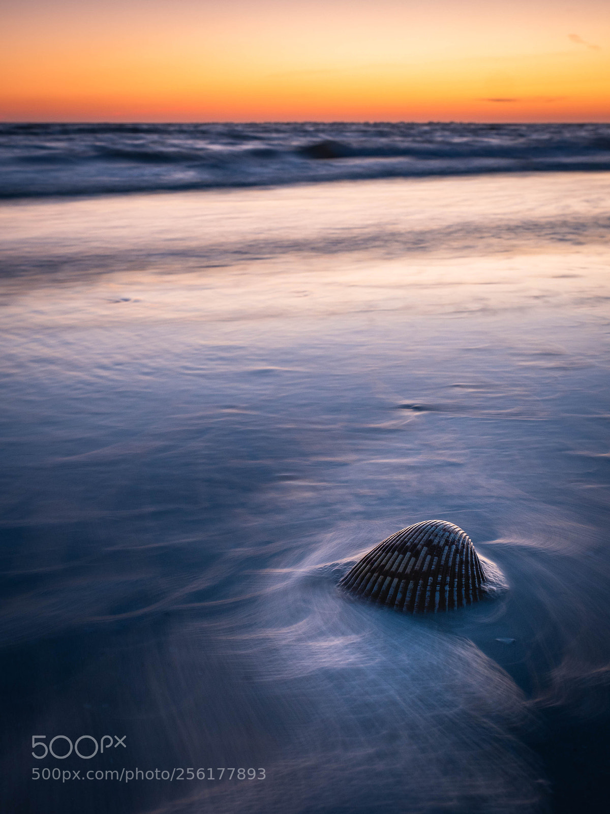 Olympus OM-D E-M5 II sample photo. The shell photography