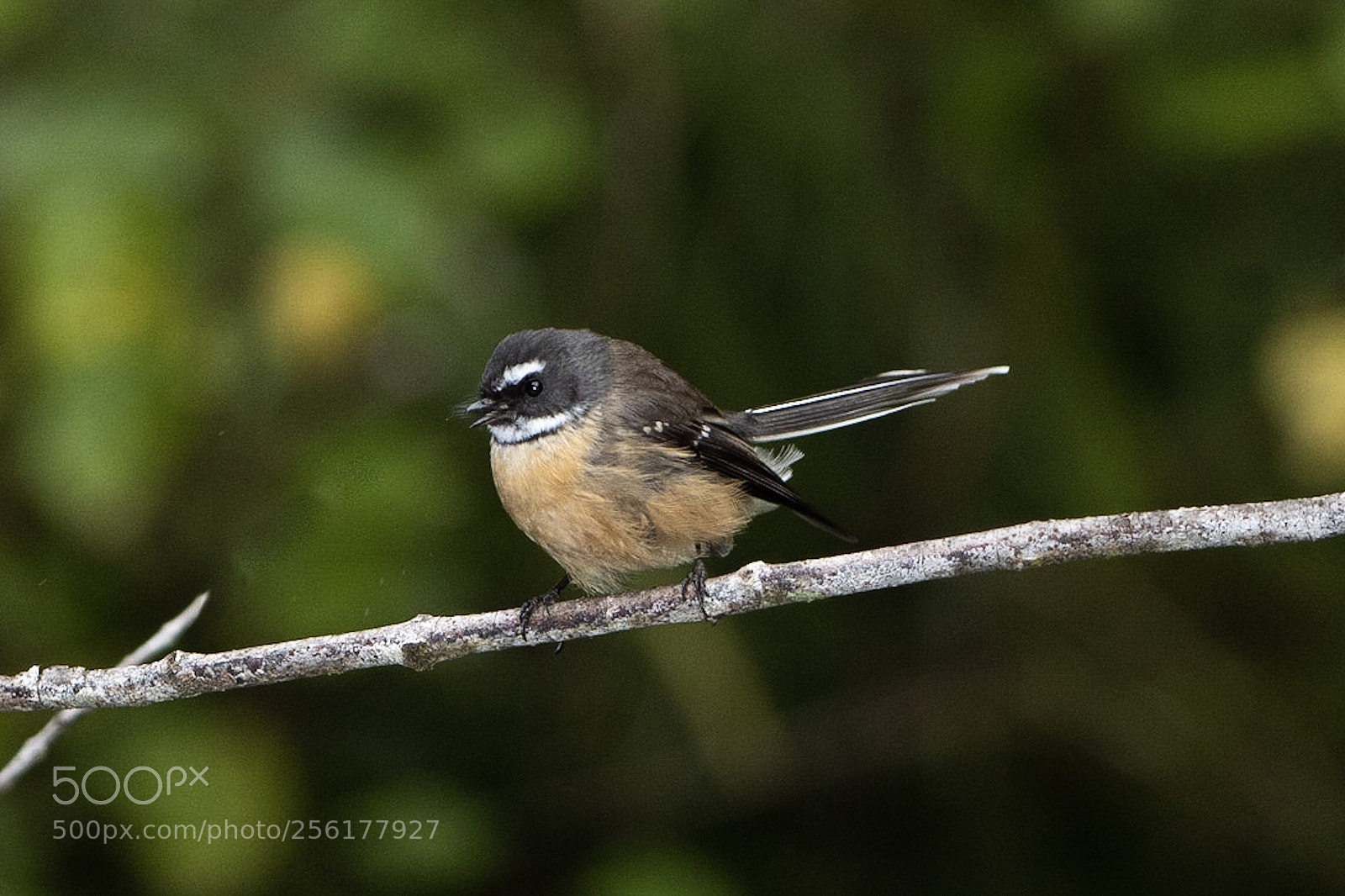 Nikon D500 sample photo. Fantail piwakawaka rhipidura fuliginosa photography