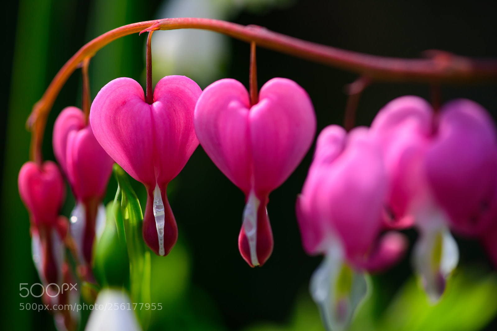 Nikon D750 sample photo. Hearts photography