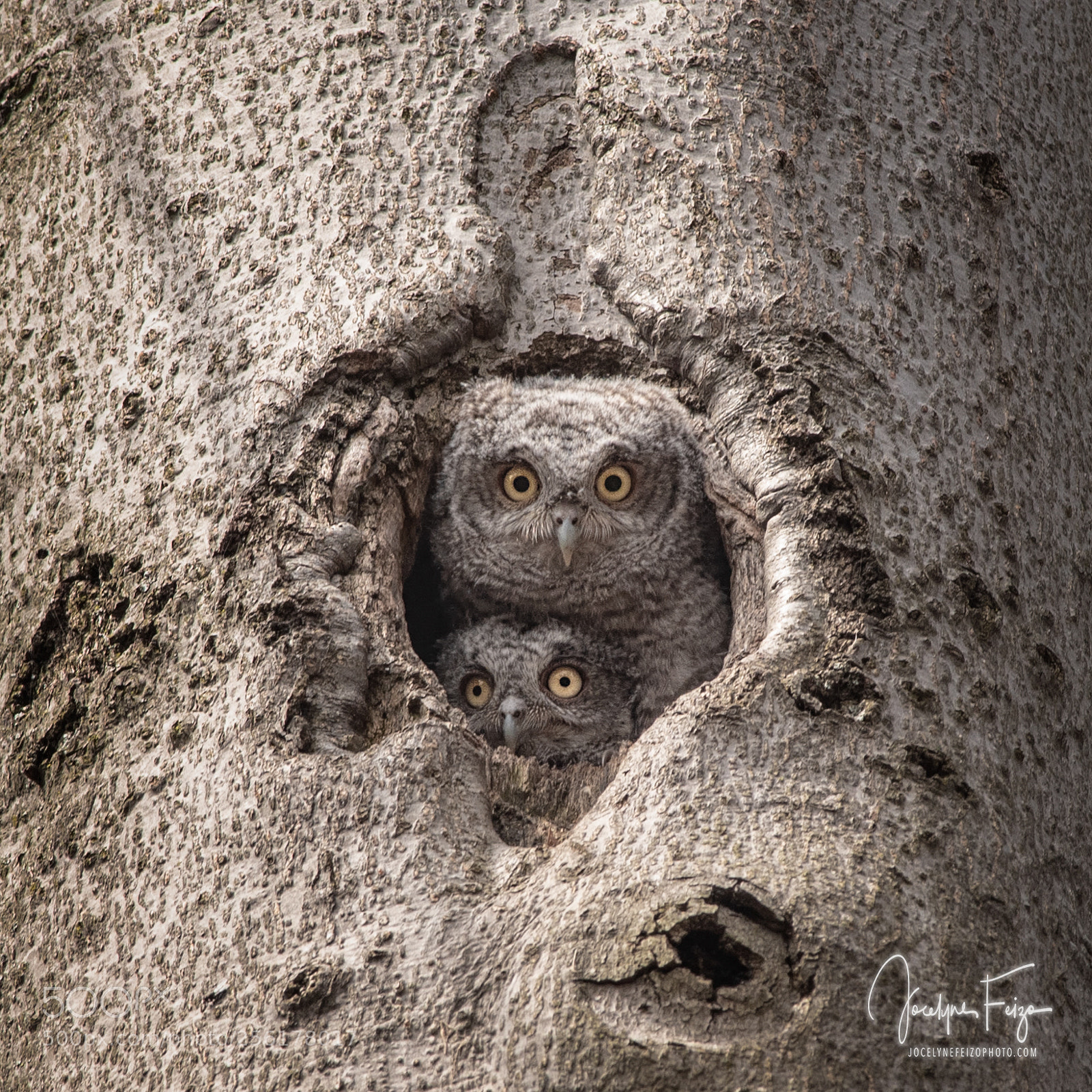 Nikon D750 sample photo. Easthern screech owlets photography