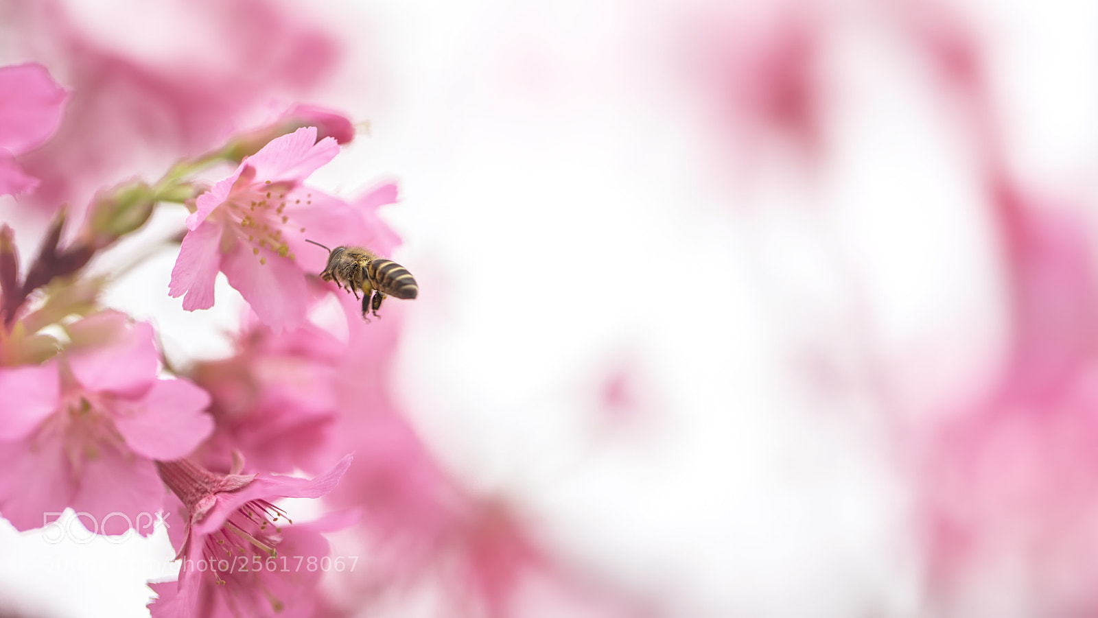 Canon EOS 6D sample photo. Bellflower cherry 緋寒櫻 iii photography