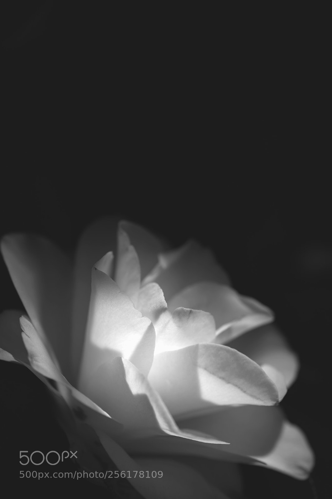 Canon EOS 5D Mark IV sample photo. Untitled photography