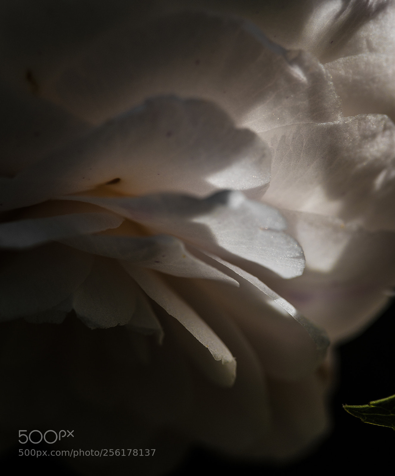 Canon EOS 5D Mark IV sample photo. Untitled photography