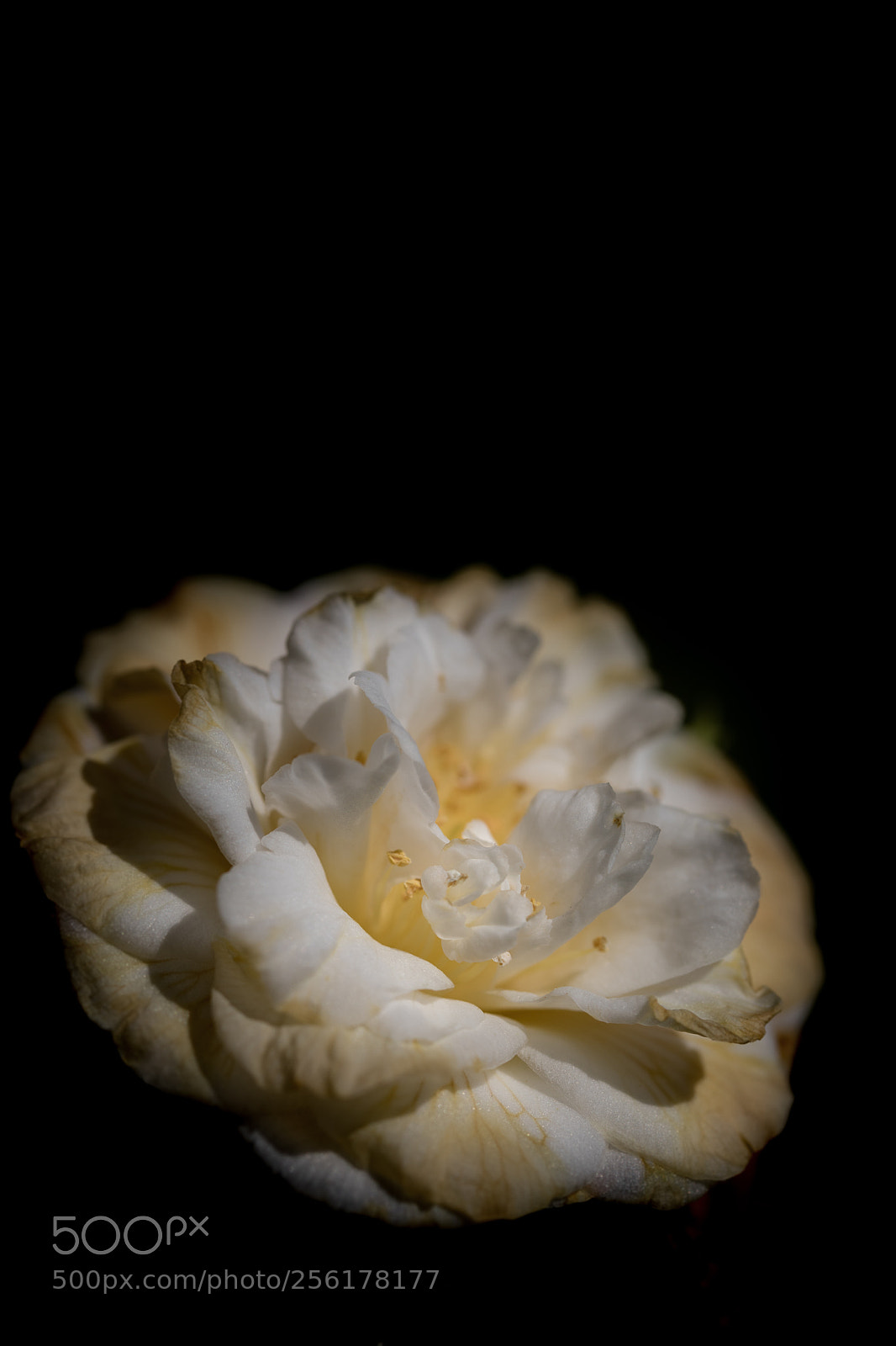 Canon EOS 5D Mark IV sample photo. Untitled photography