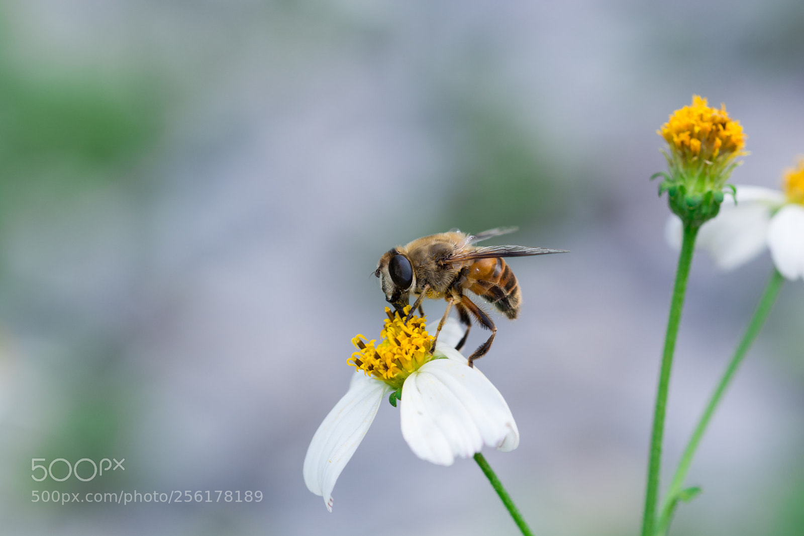 Nikon D5200 sample photo. Honeybee photography