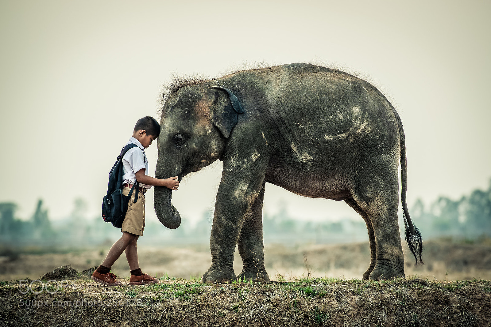 Nikon D750 sample photo. Boy with baby elephant photography
