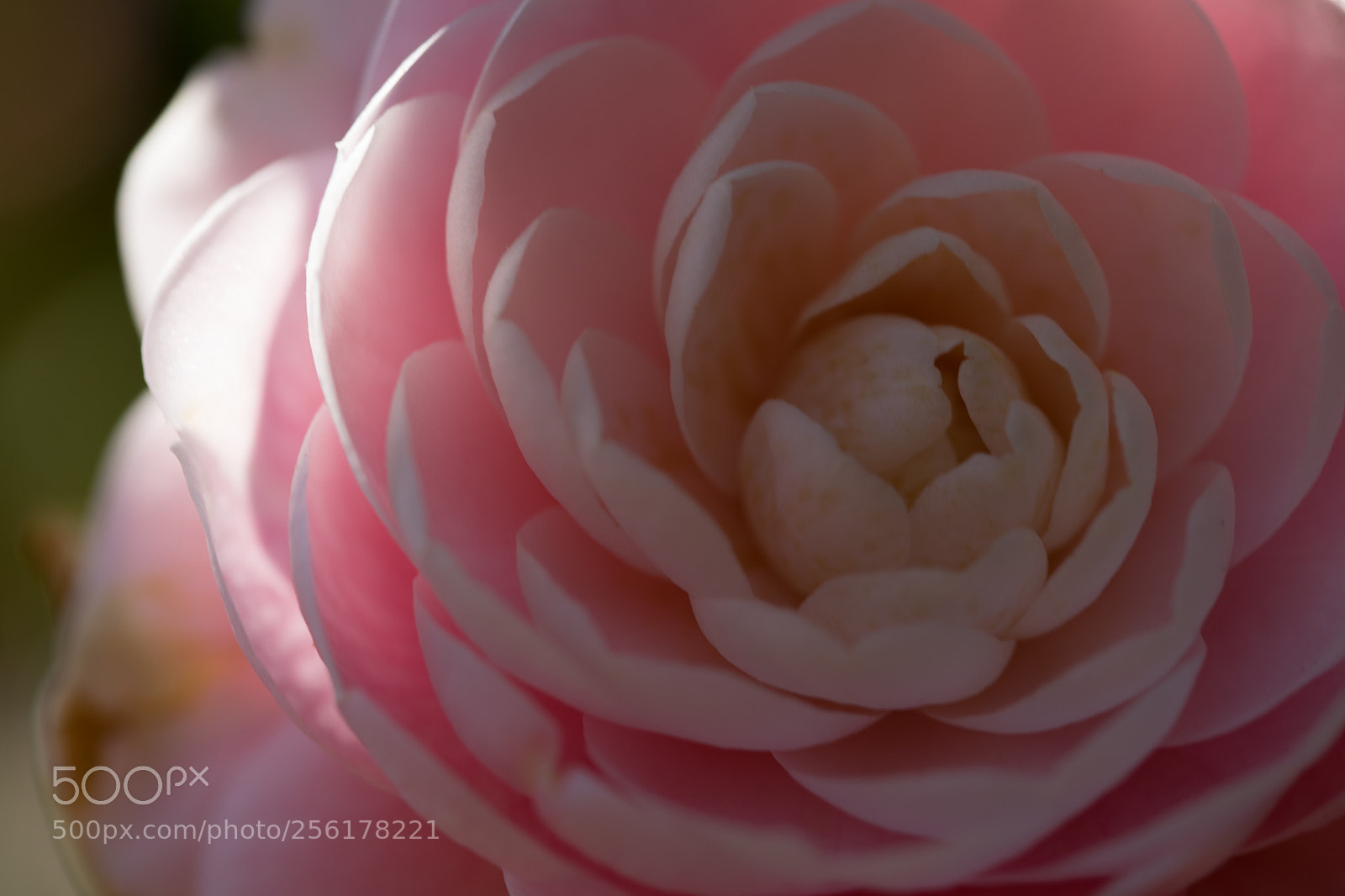 Canon EOS 5D Mark IV sample photo. Untitled photography