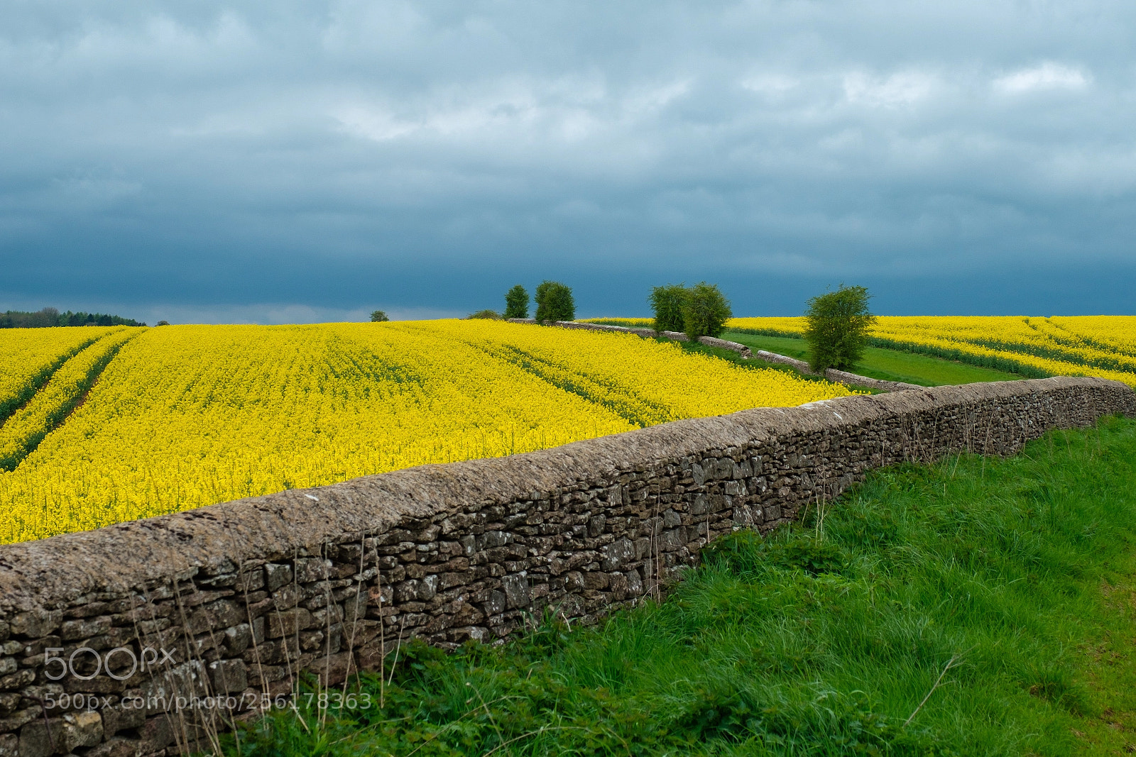 Fujifilm X-T2 sample photo. Rapeseed field photography