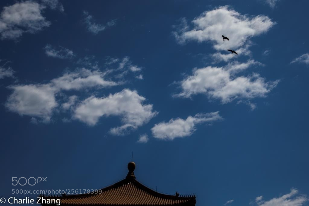 Canon EOS-1D X sample photo. Untitled photography