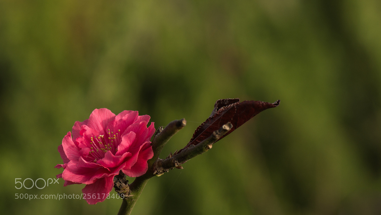 Nikon D800E sample photo. Flowering peach photography