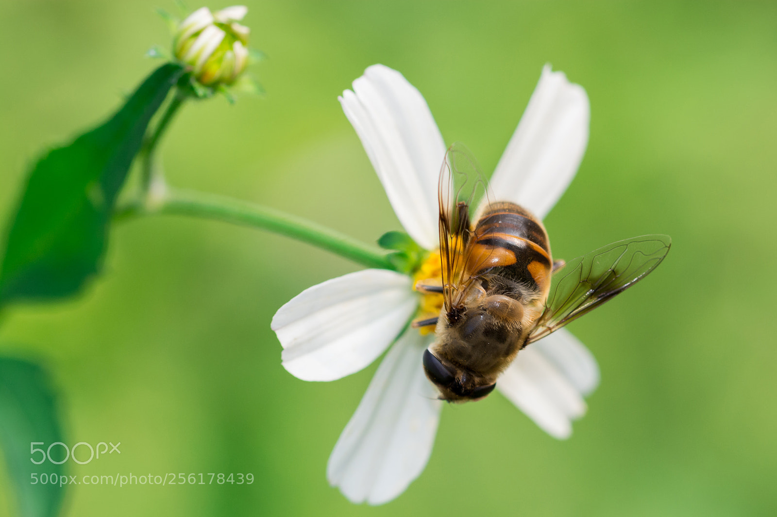Nikon D5200 sample photo. Honeybee photography