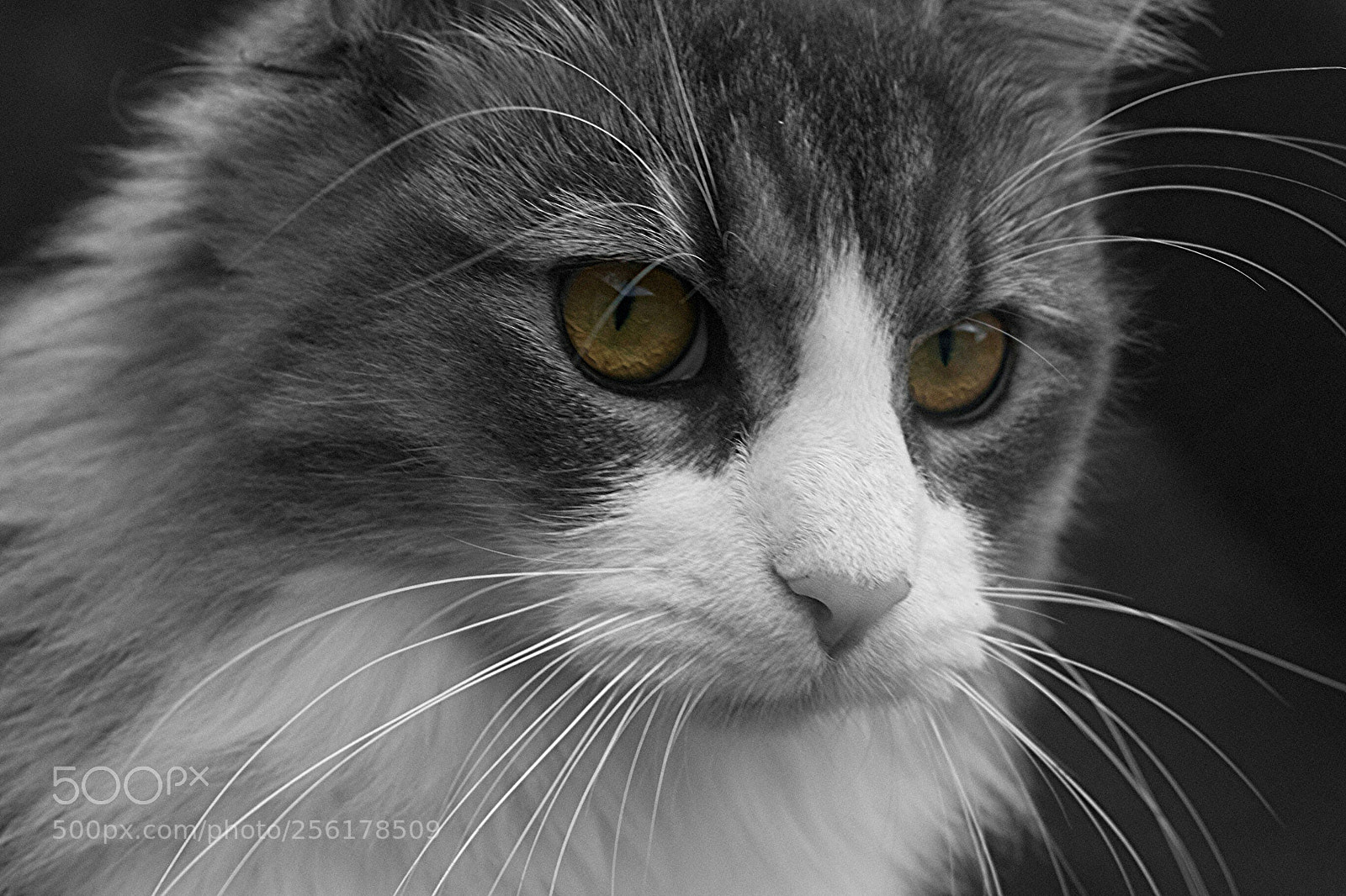 Nikon D3300 sample photo. Cat photography
