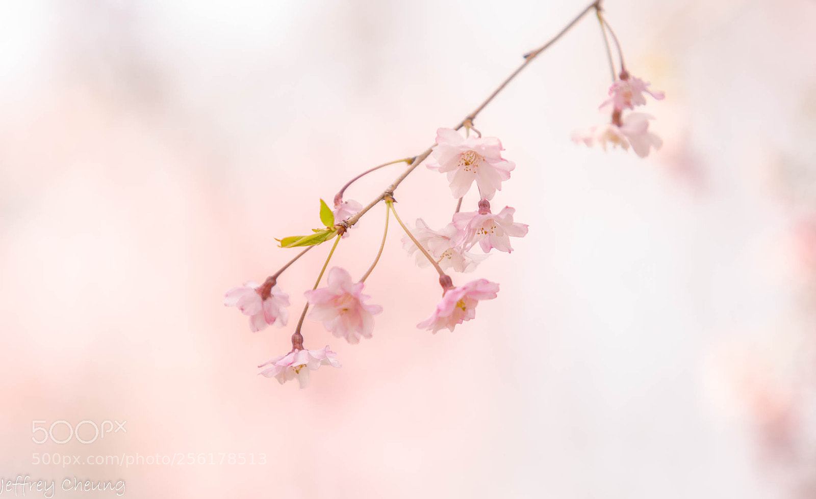 Sony a7R II sample photo. Cherry blossoms photography