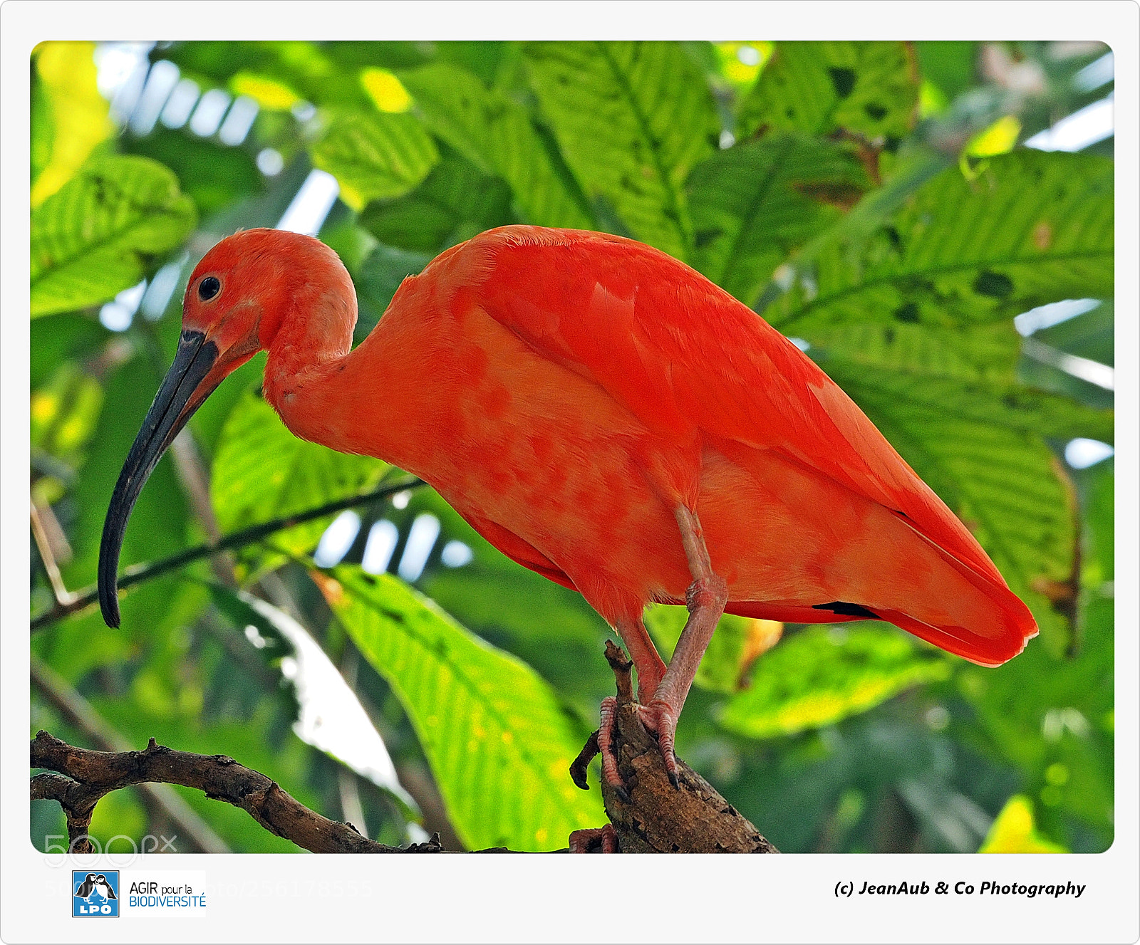 Olympus OM-D E-M5 II sample photo. Red ibis photography