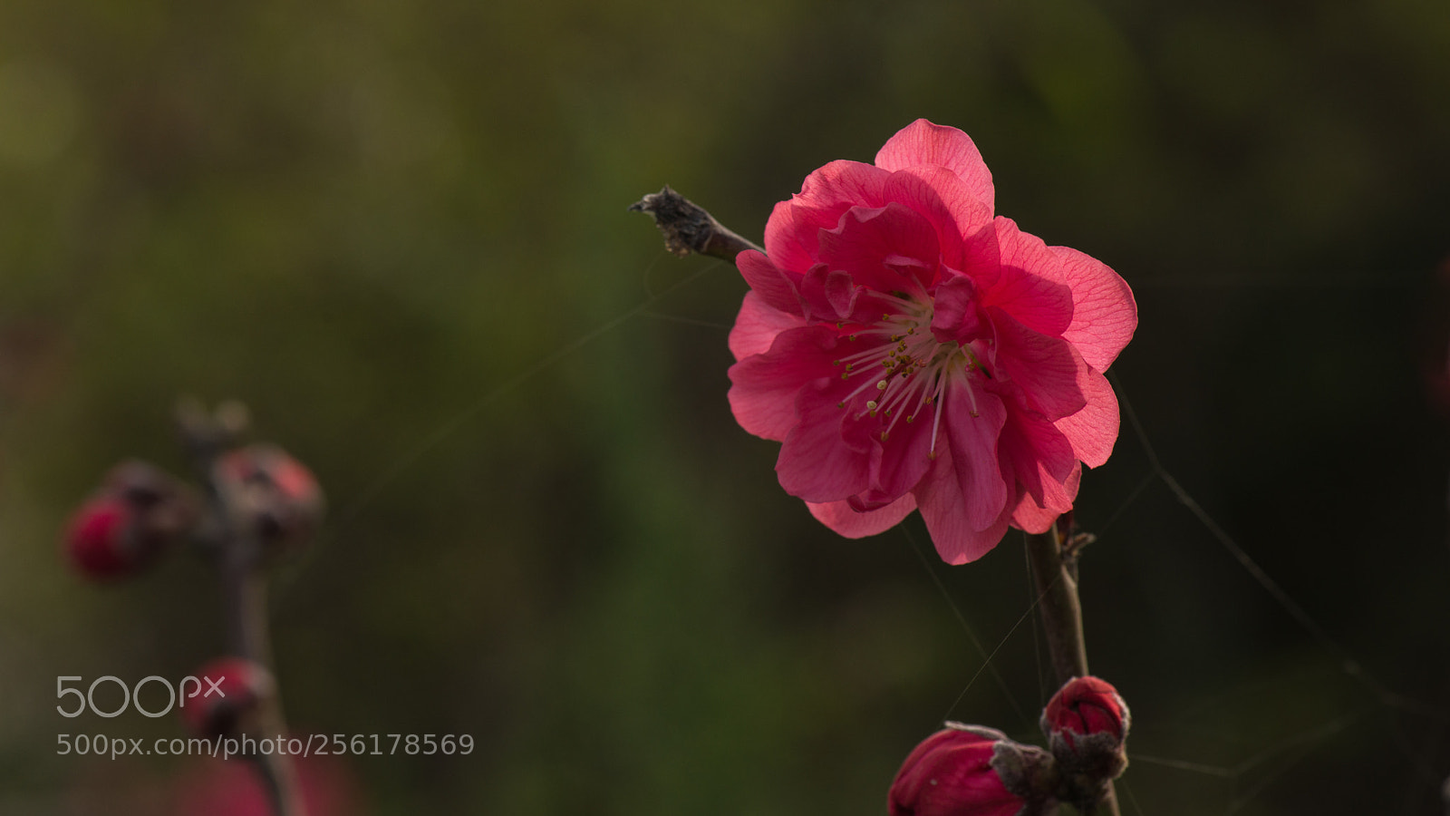 Nikon D800E sample photo. Flowering peach photography