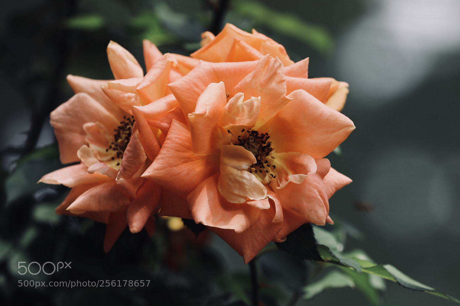 Canon EOS 5D Mark IV sample photo. 月季 photography